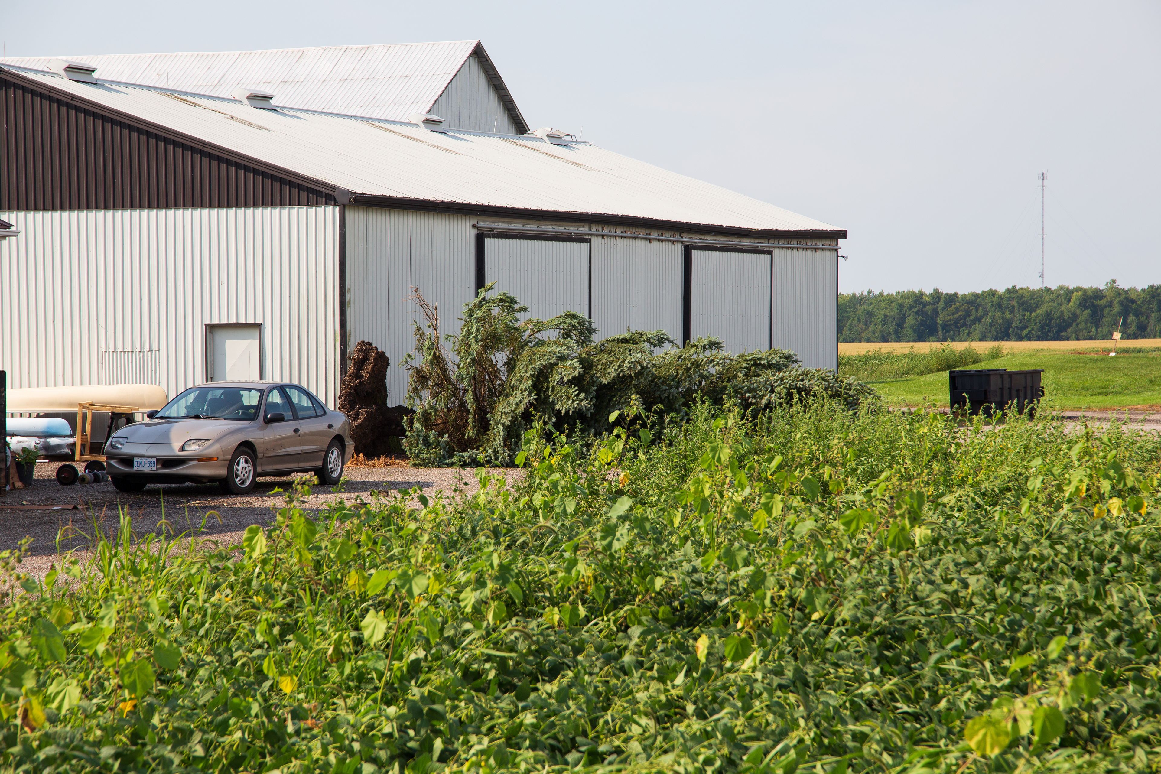 Downburst damage near Wyoming in Lambton County - Aug. 24