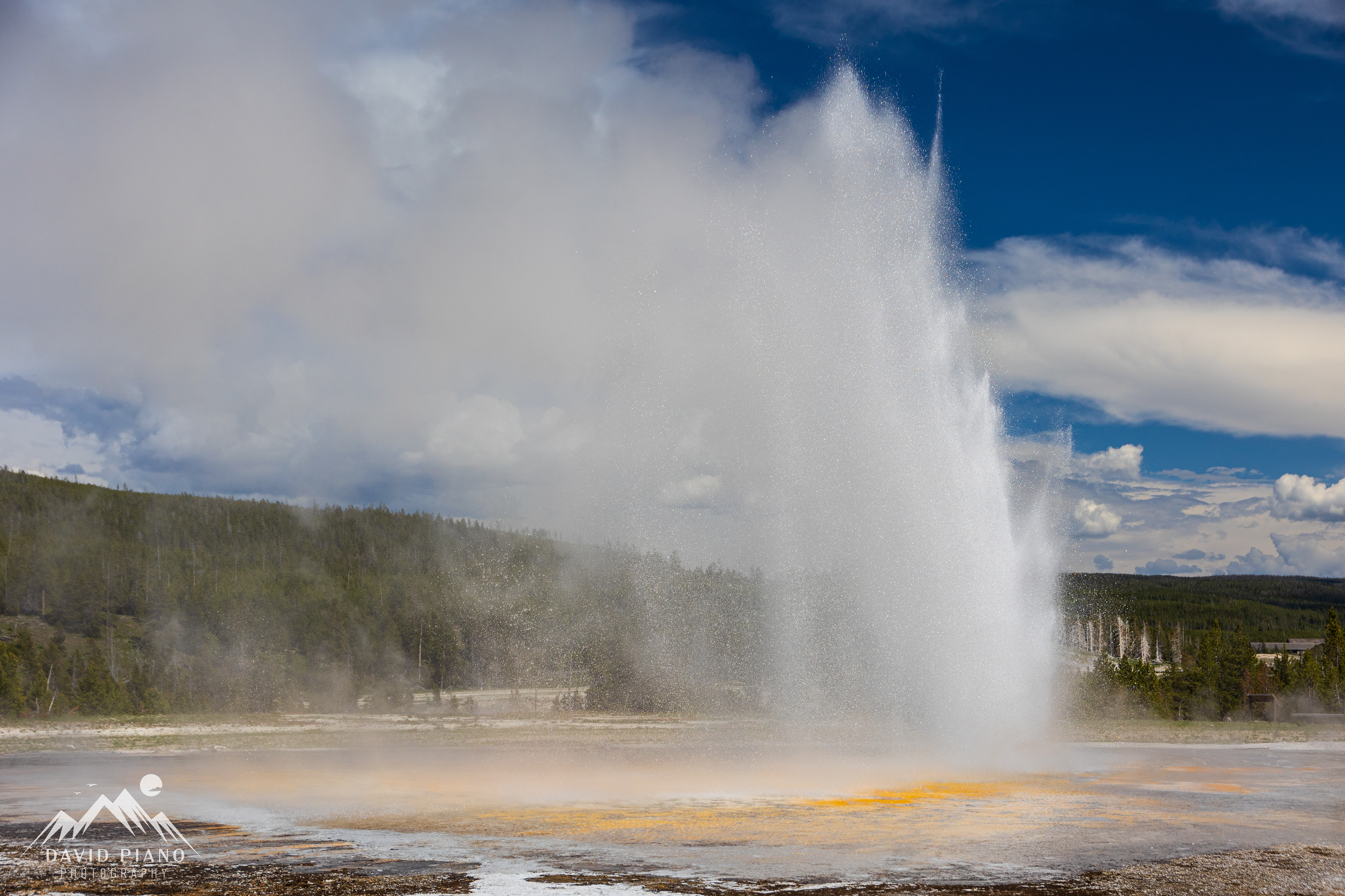 Daisy Geyser