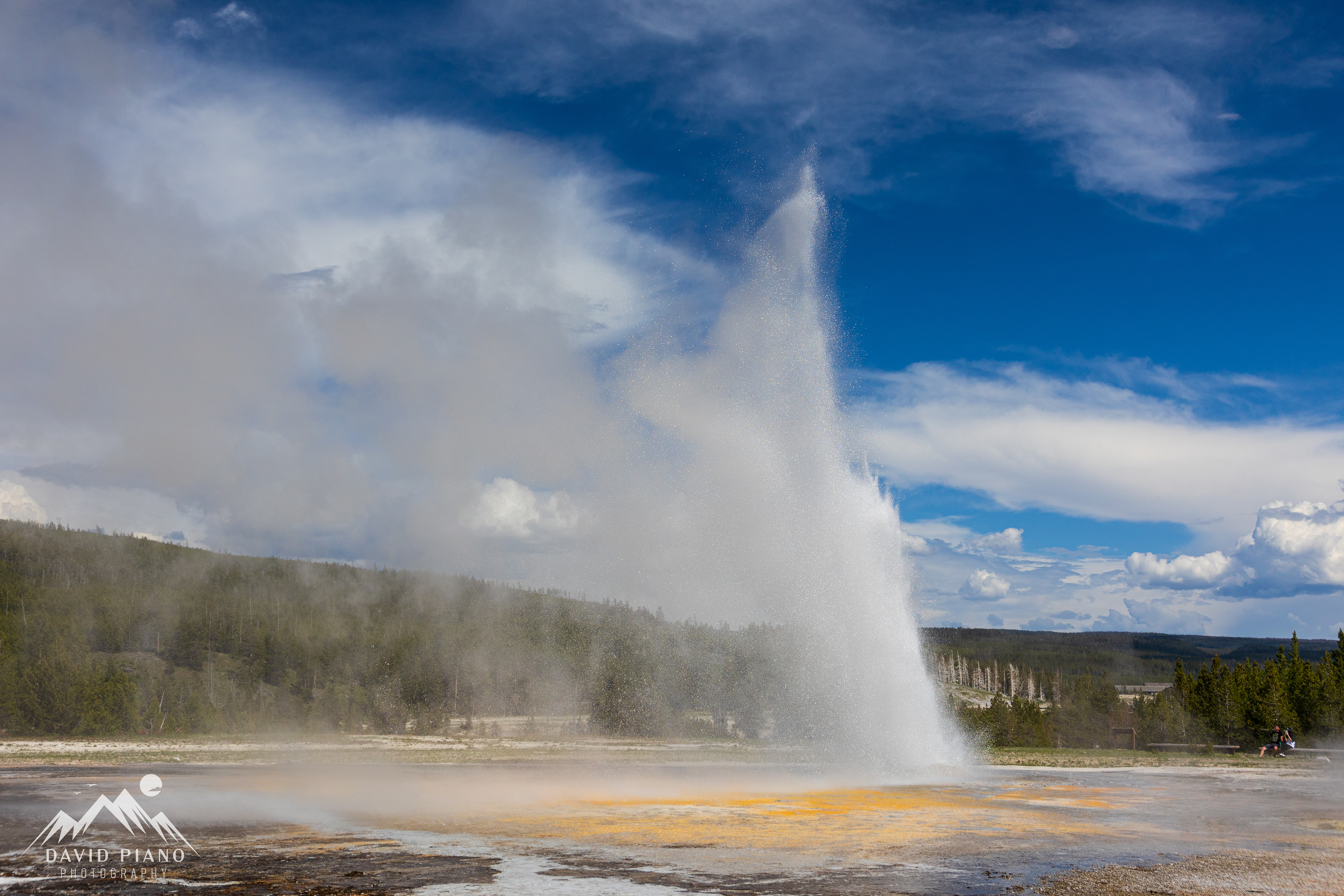 Daisy Geyser