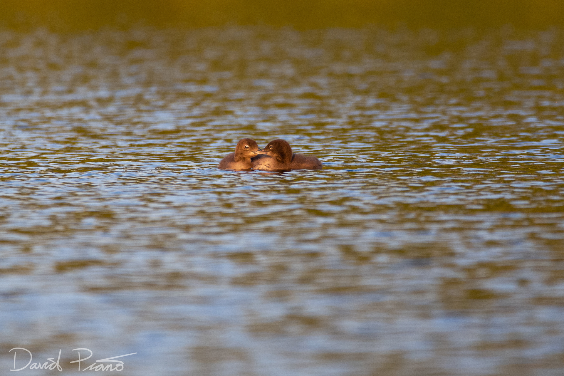 Baby Loons on Grey Owl Lake - McKellar, ON