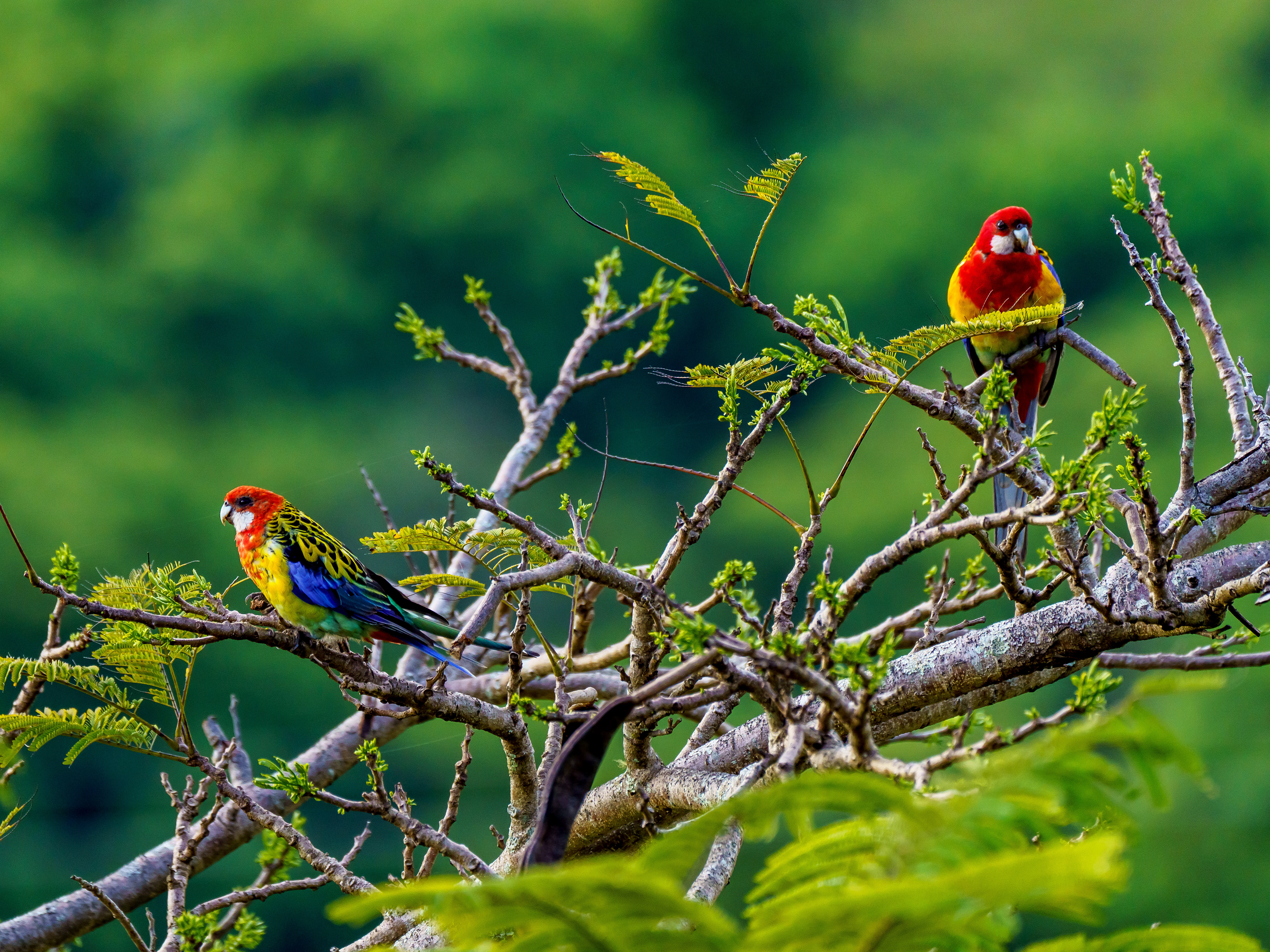 Eastern Rosella