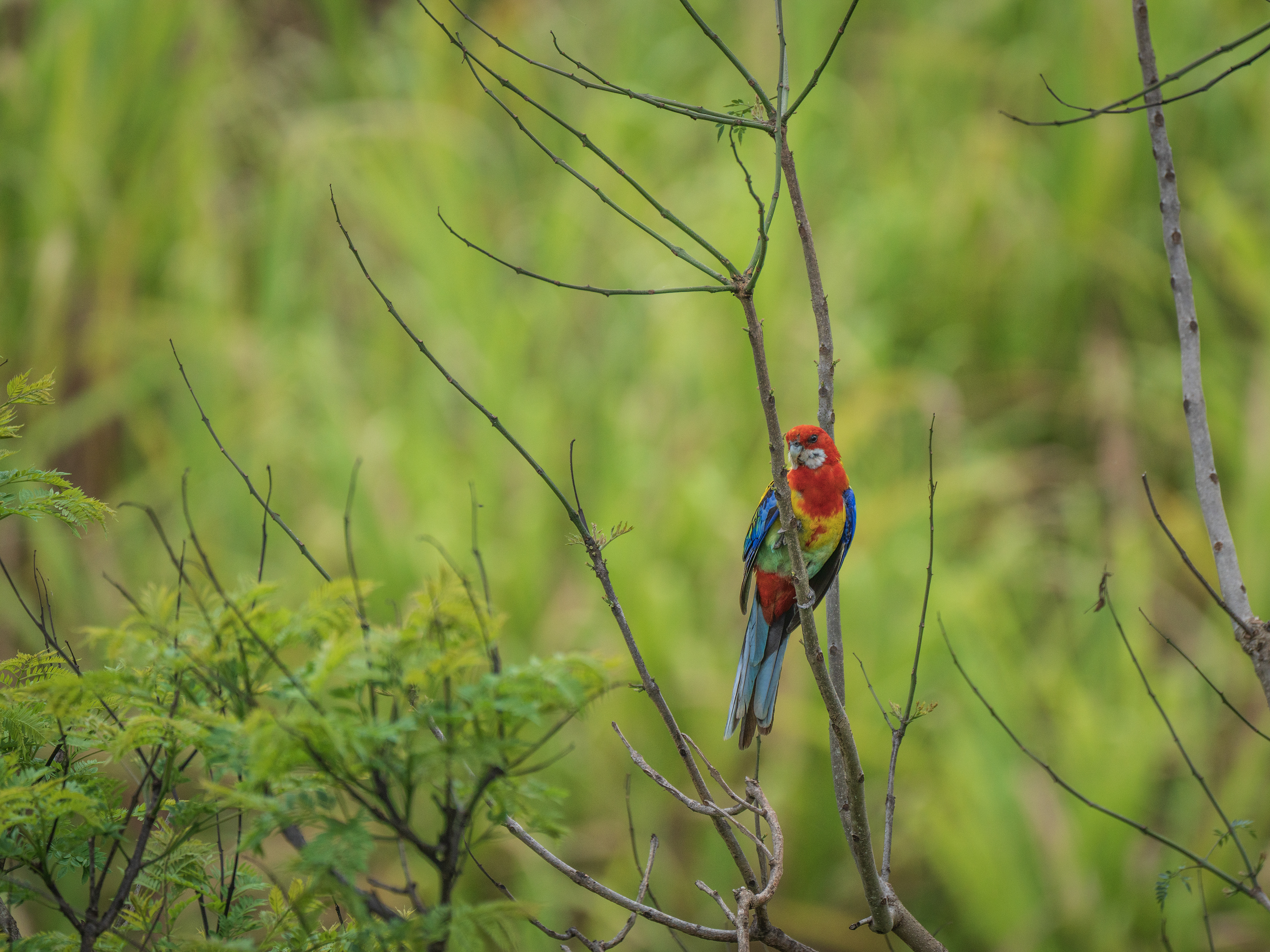 Eastern Rosella
