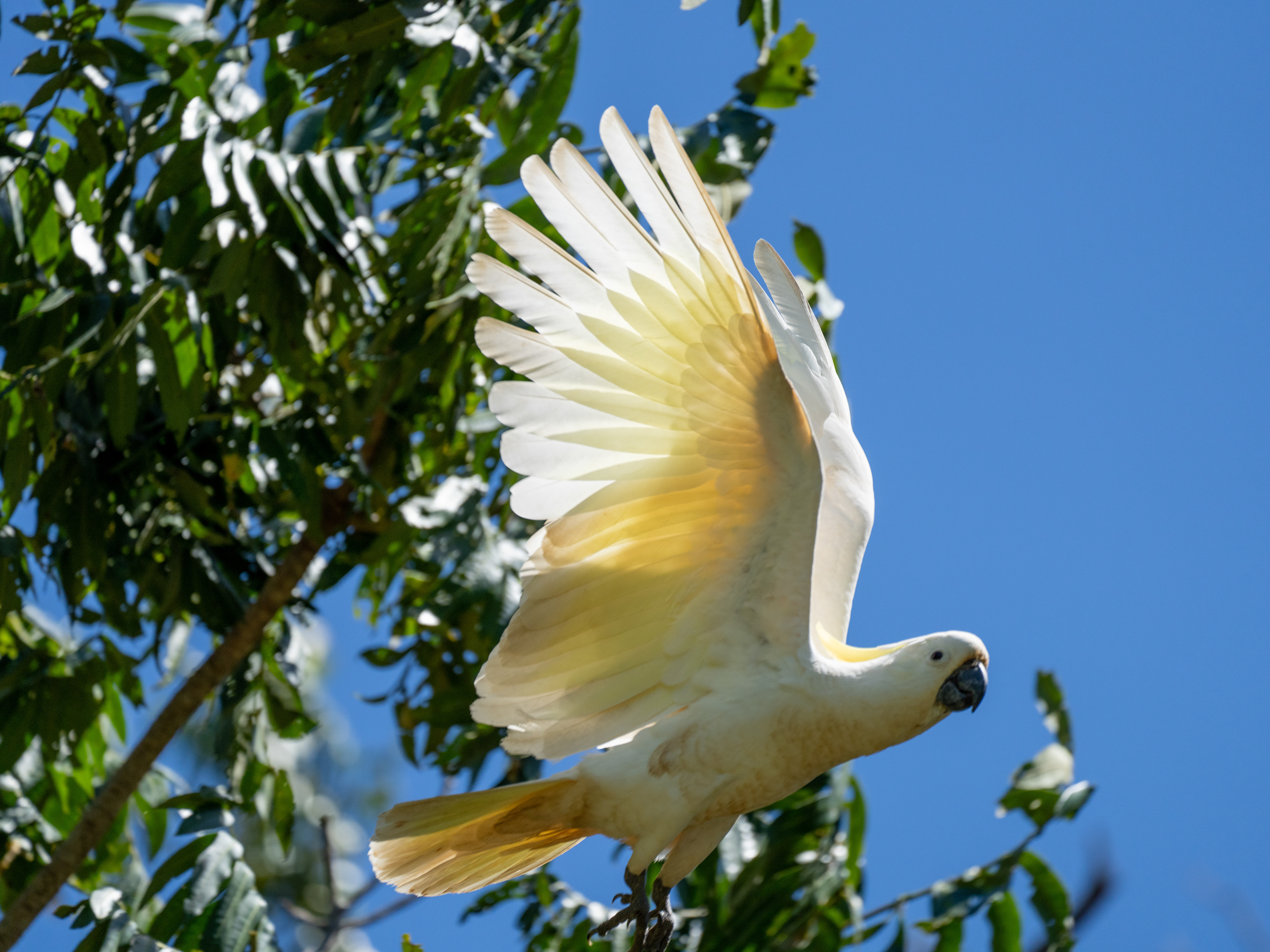 Cockatoo