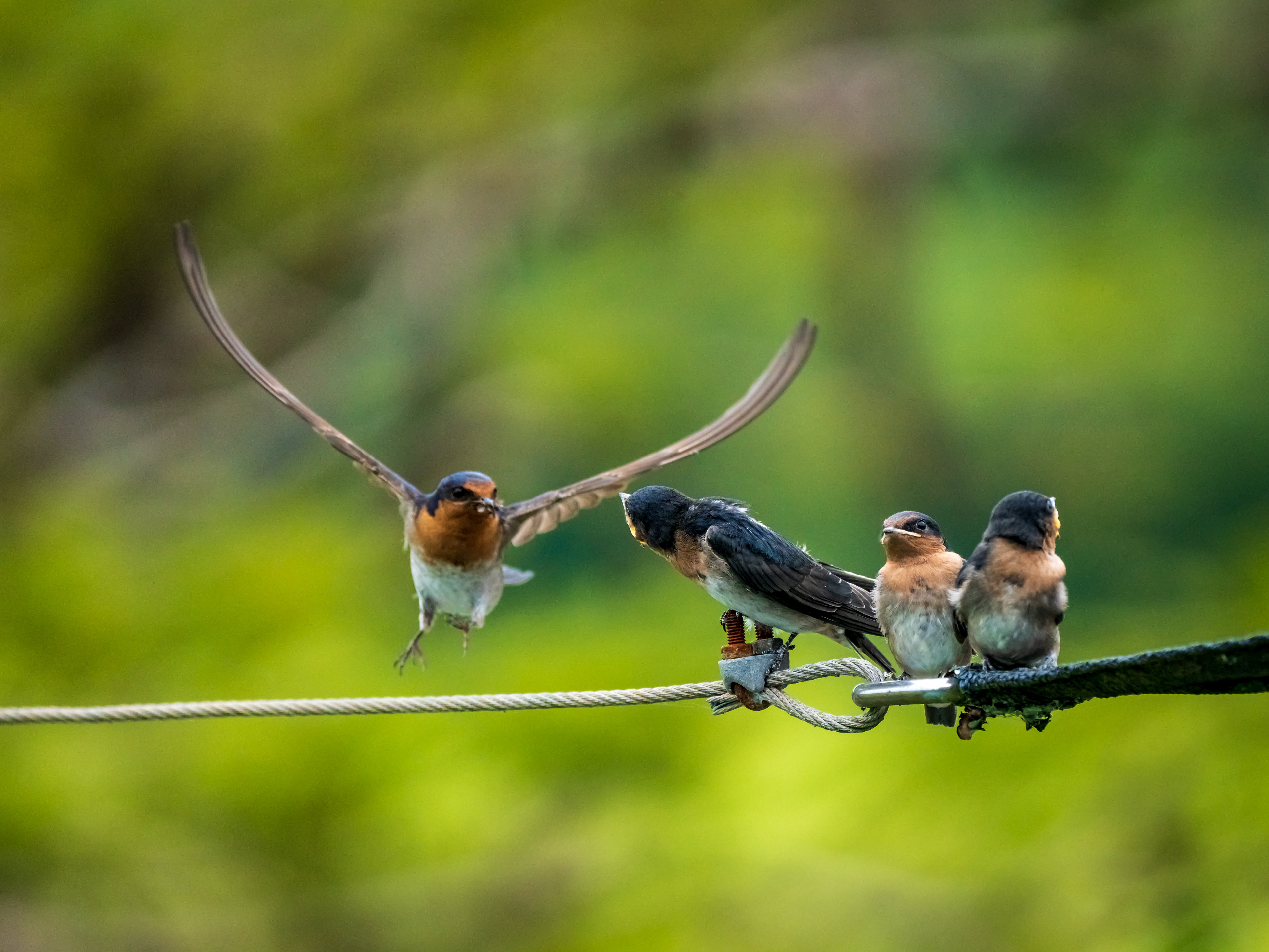 Swallows