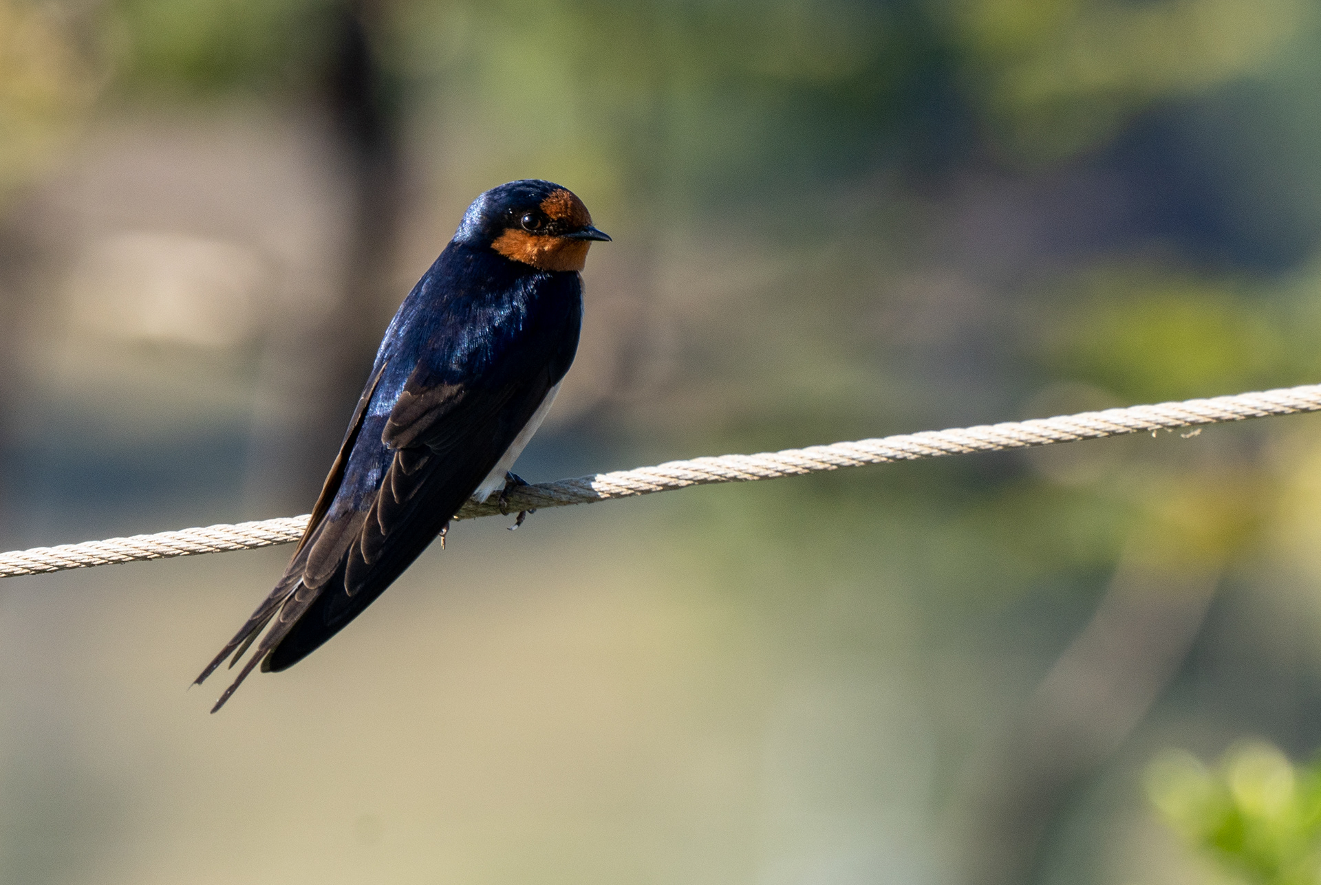 Swallows