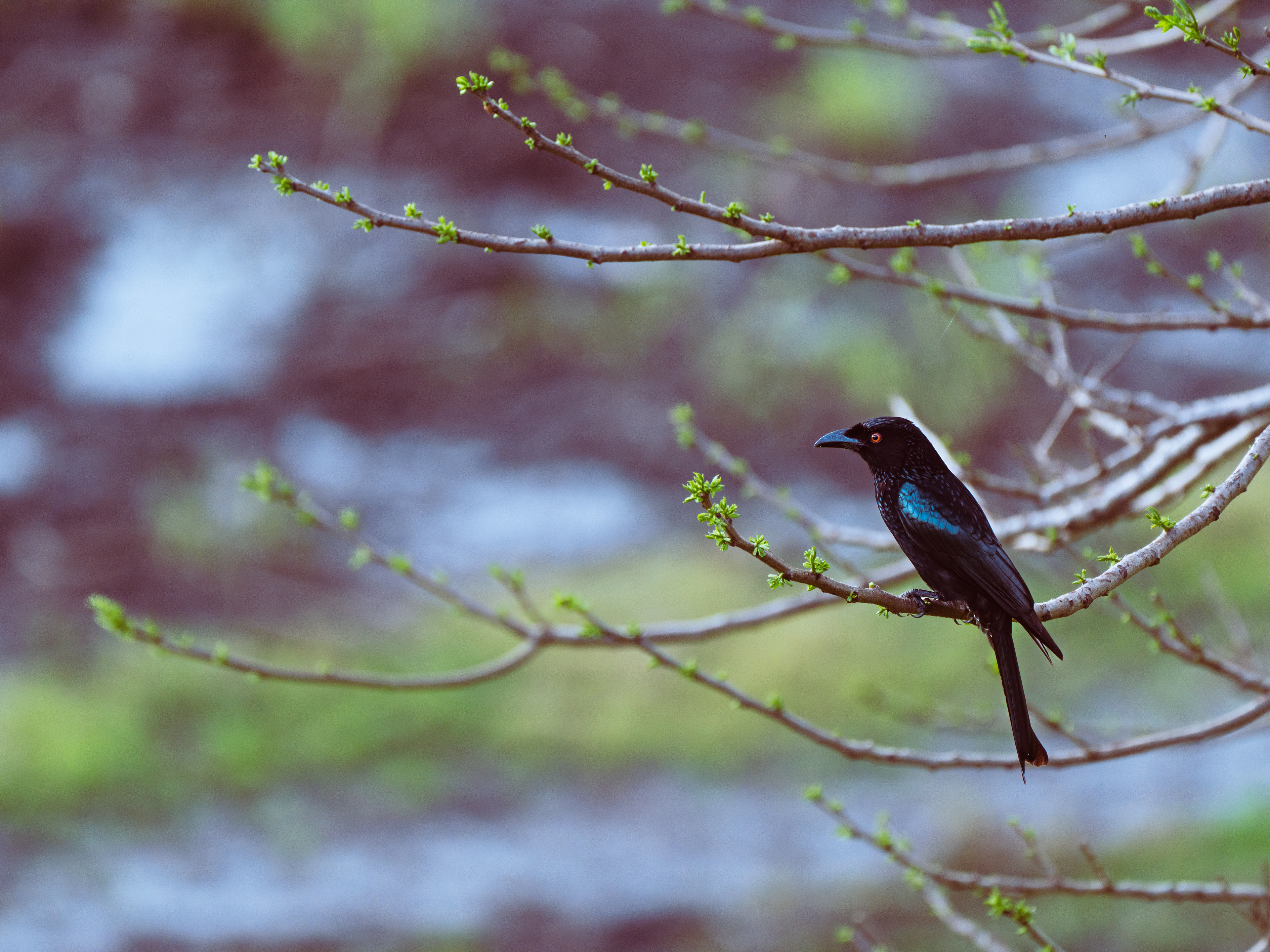 Spangled Drongo