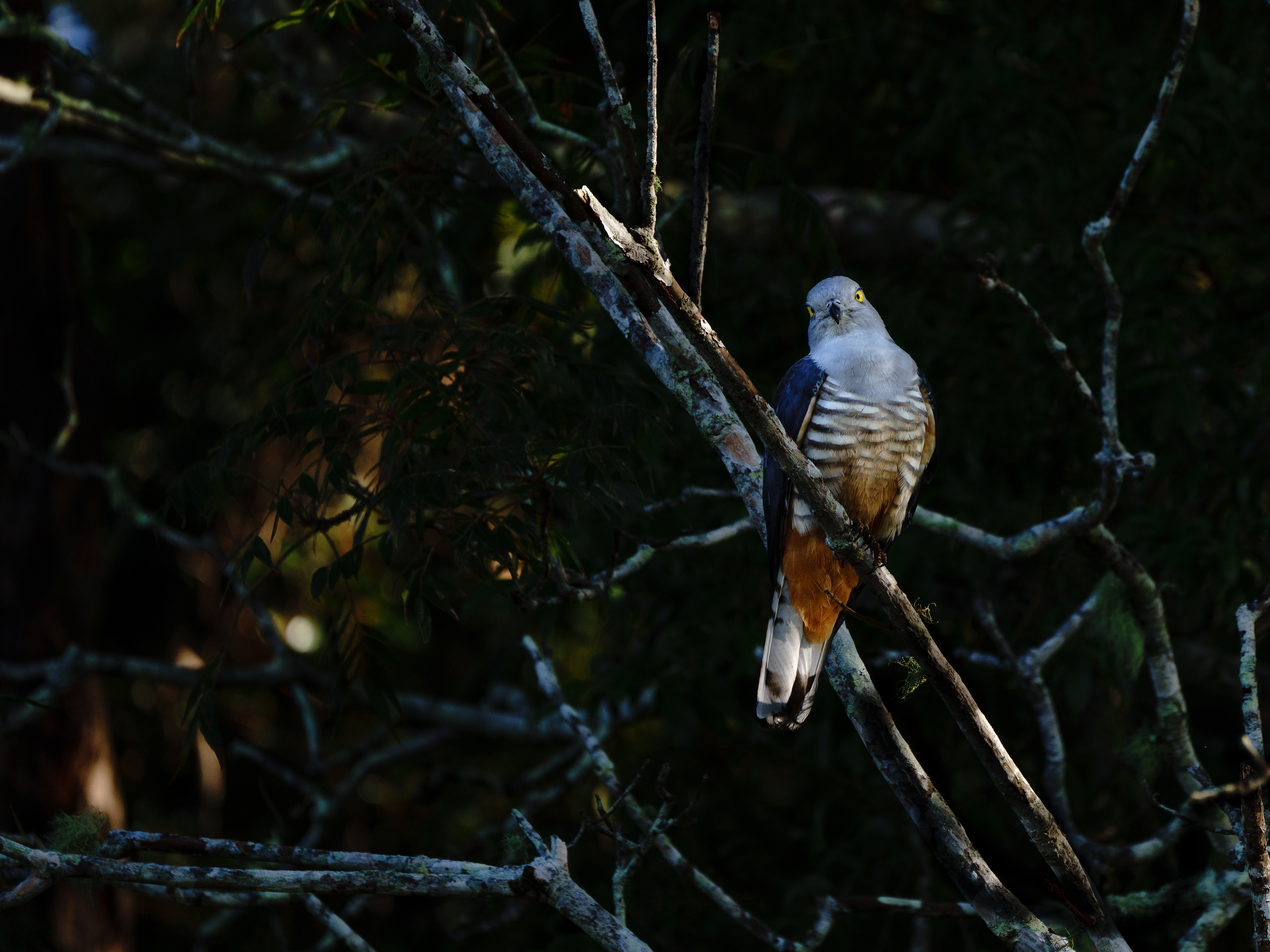 Pacific Bazza