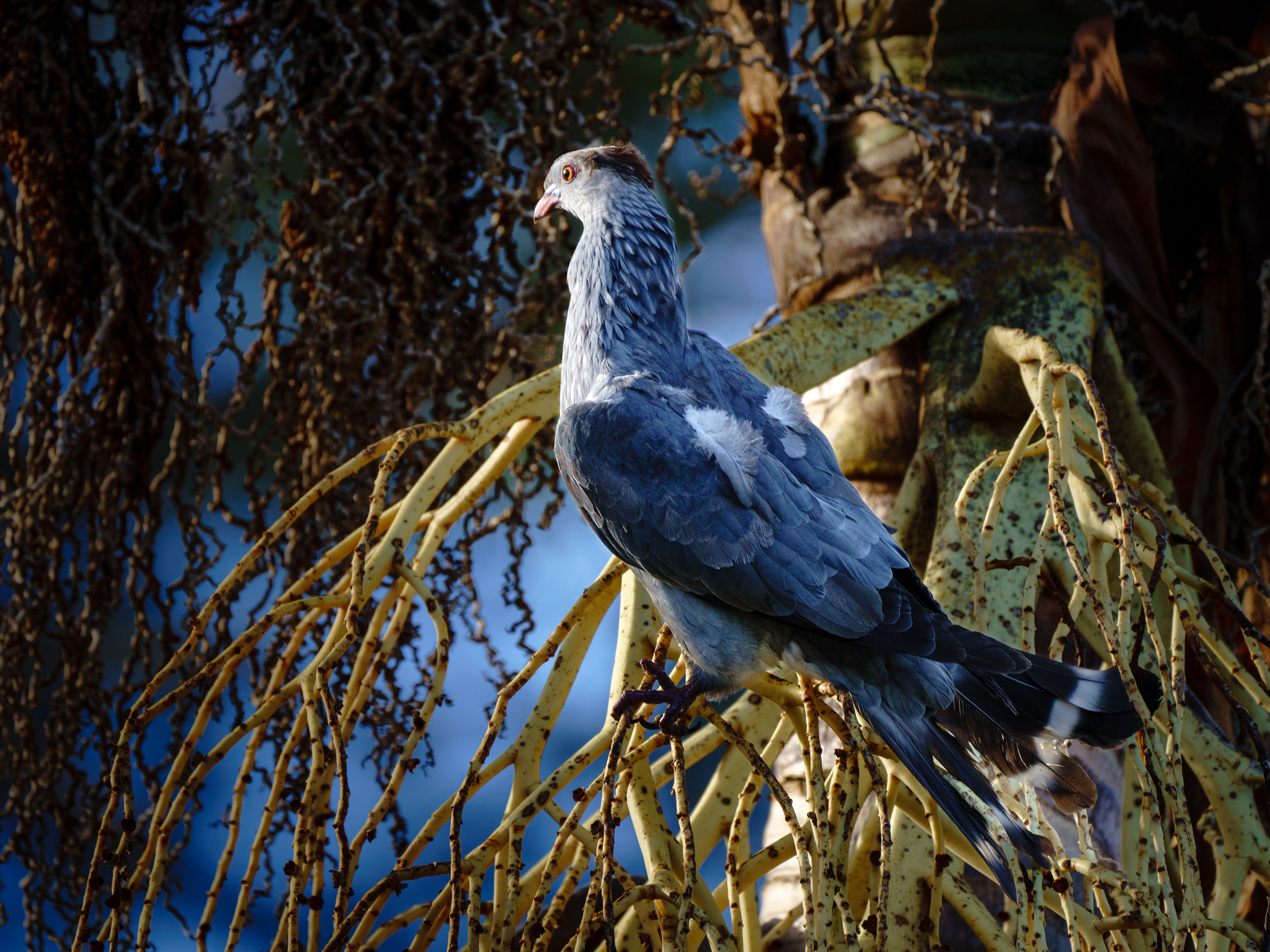 Topknot Pigeon