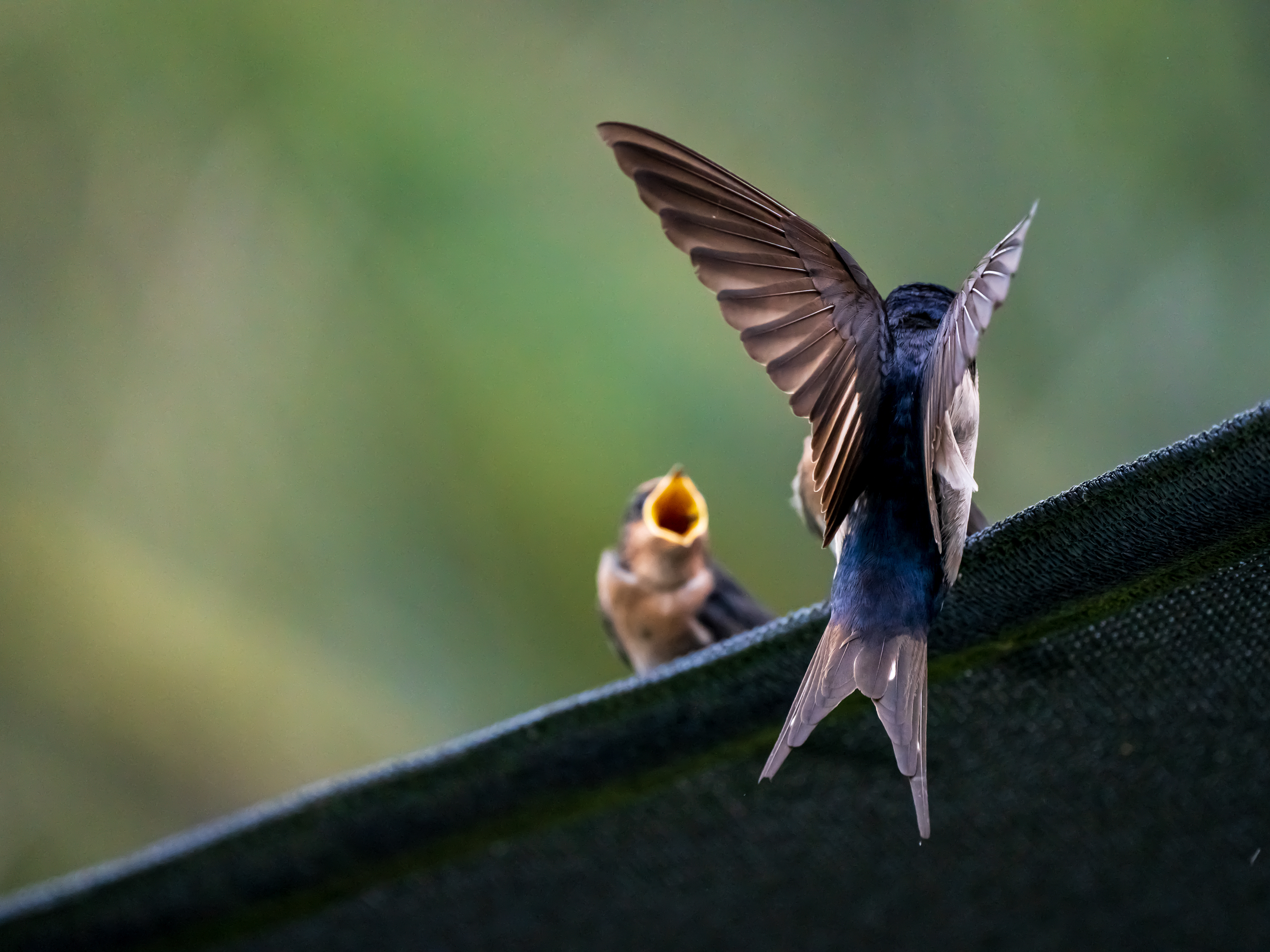 Swallows