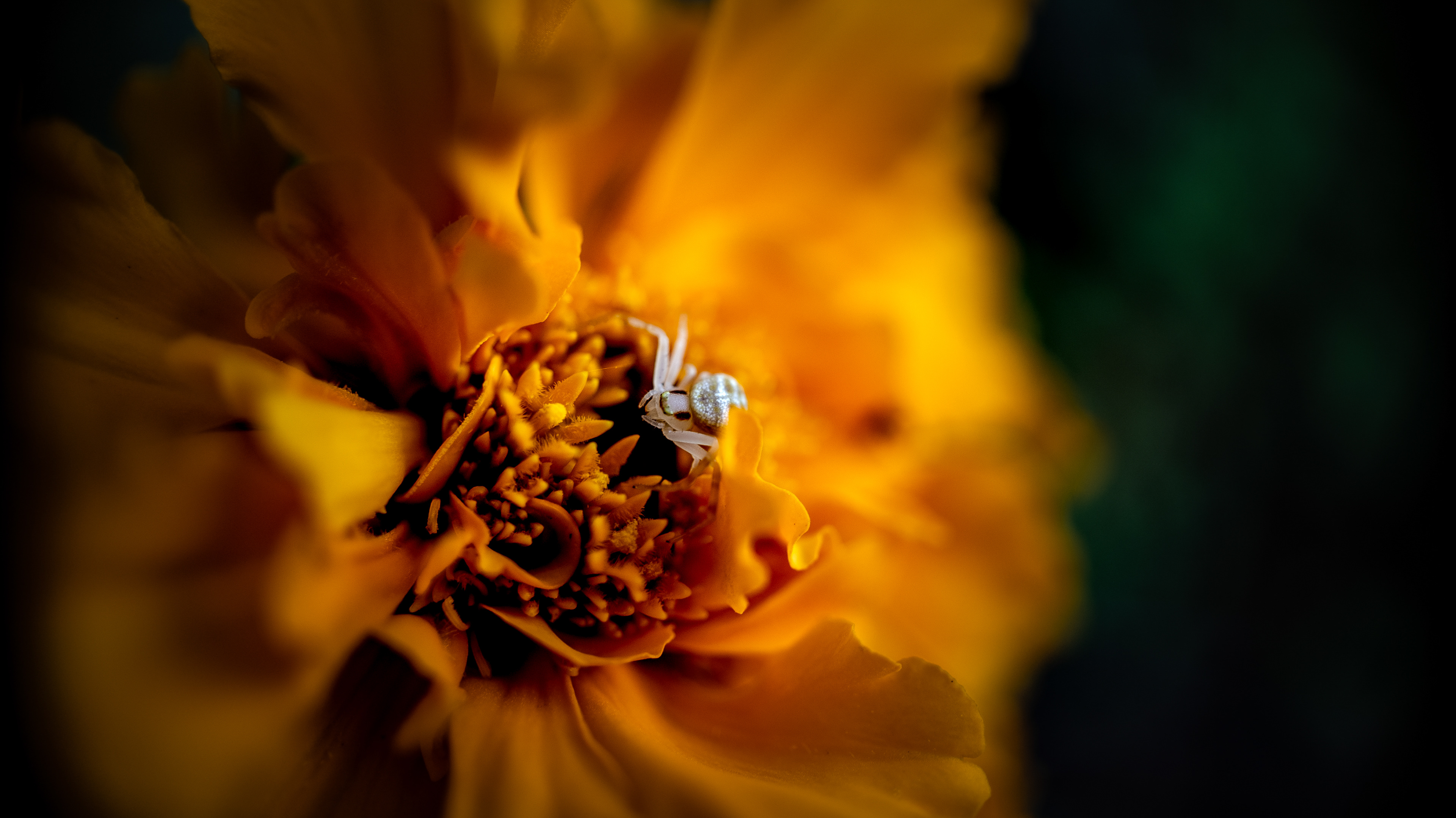 Tiny spider