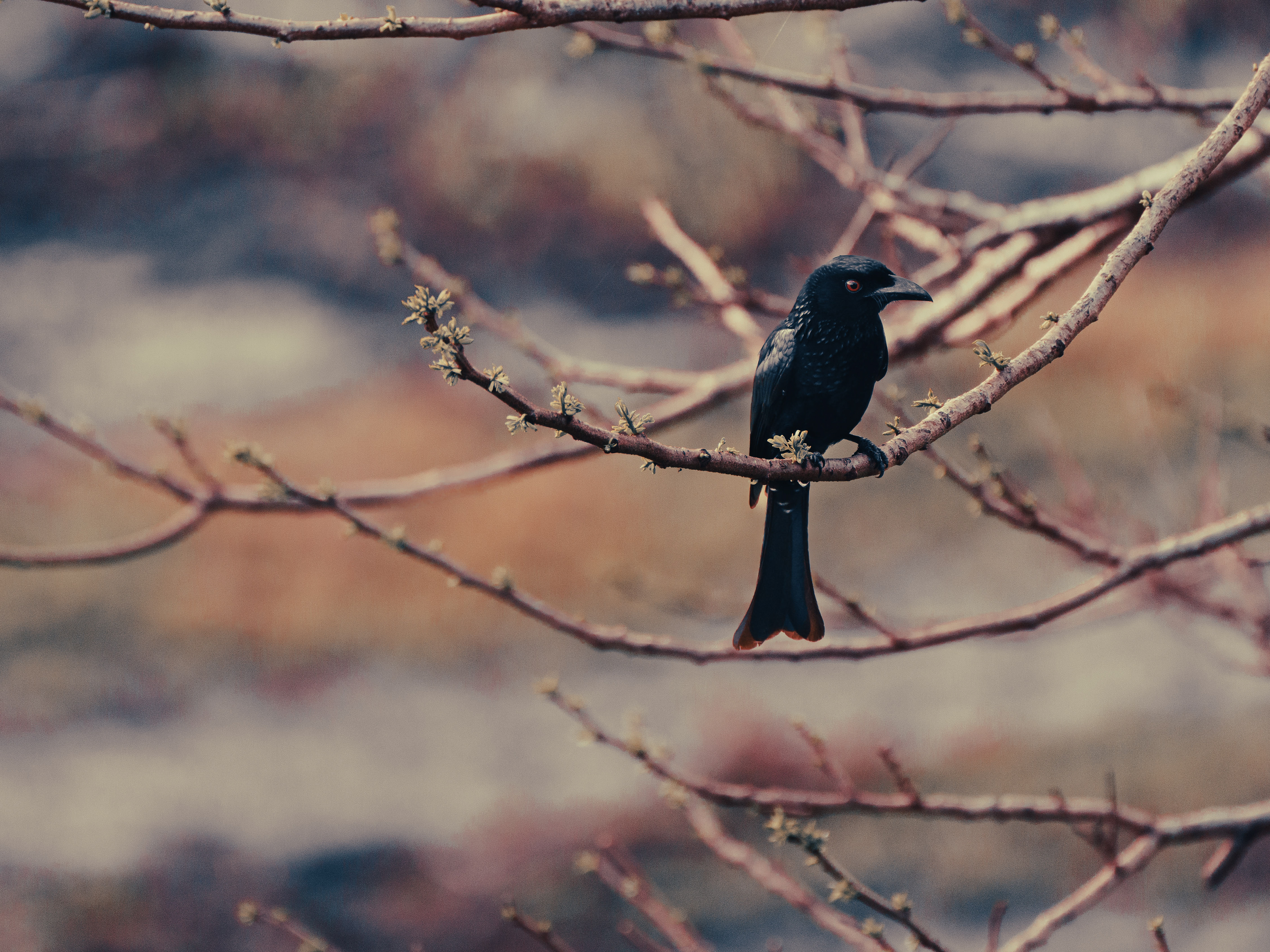 Spangled Drongo