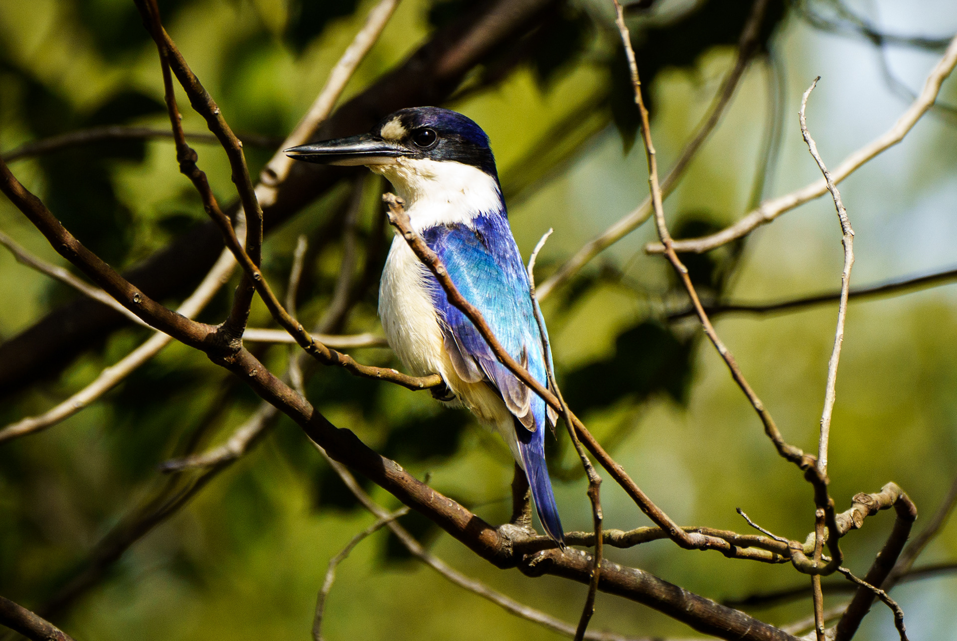 Azure Kingfisher