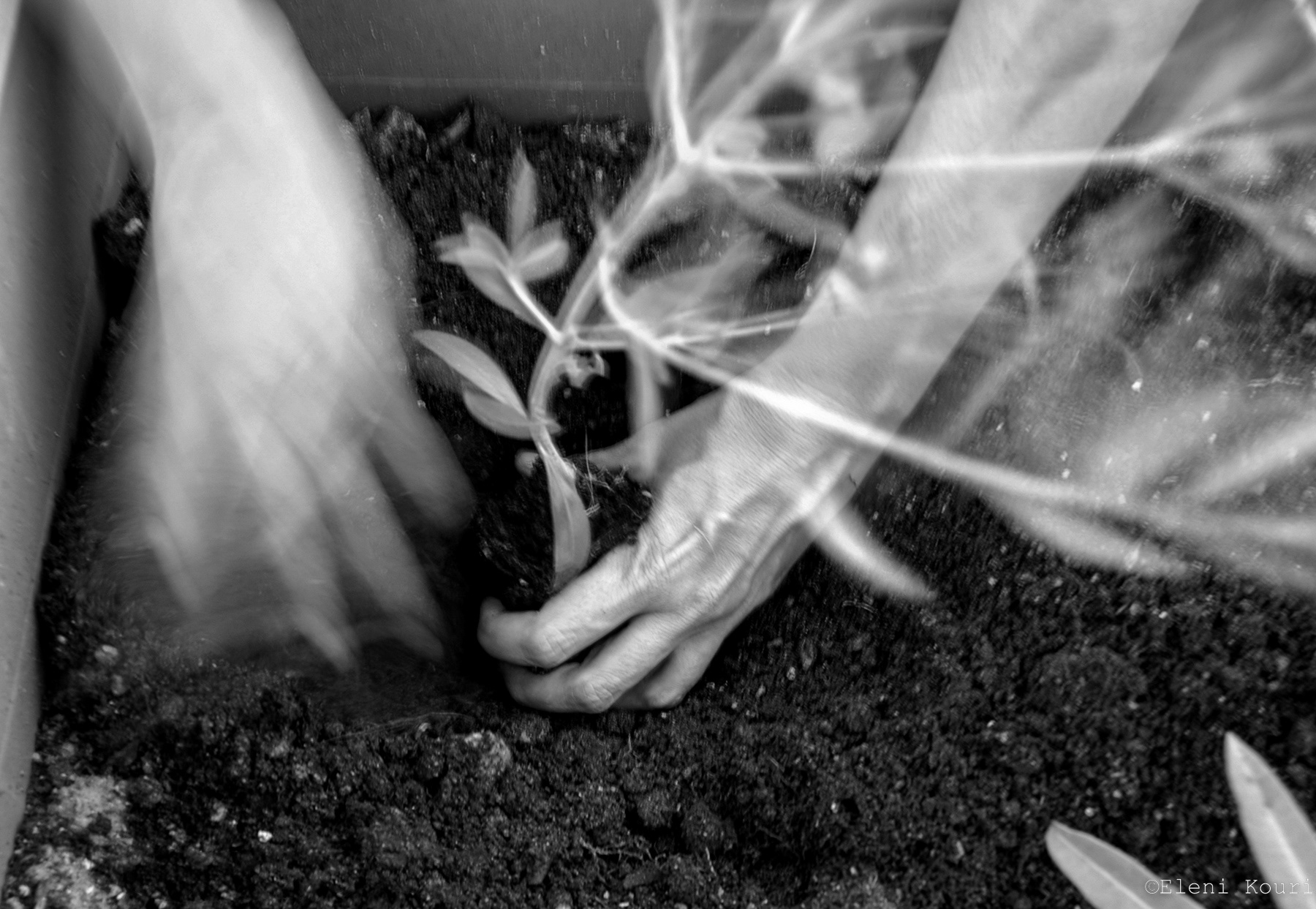 Lila's Polenaki hand