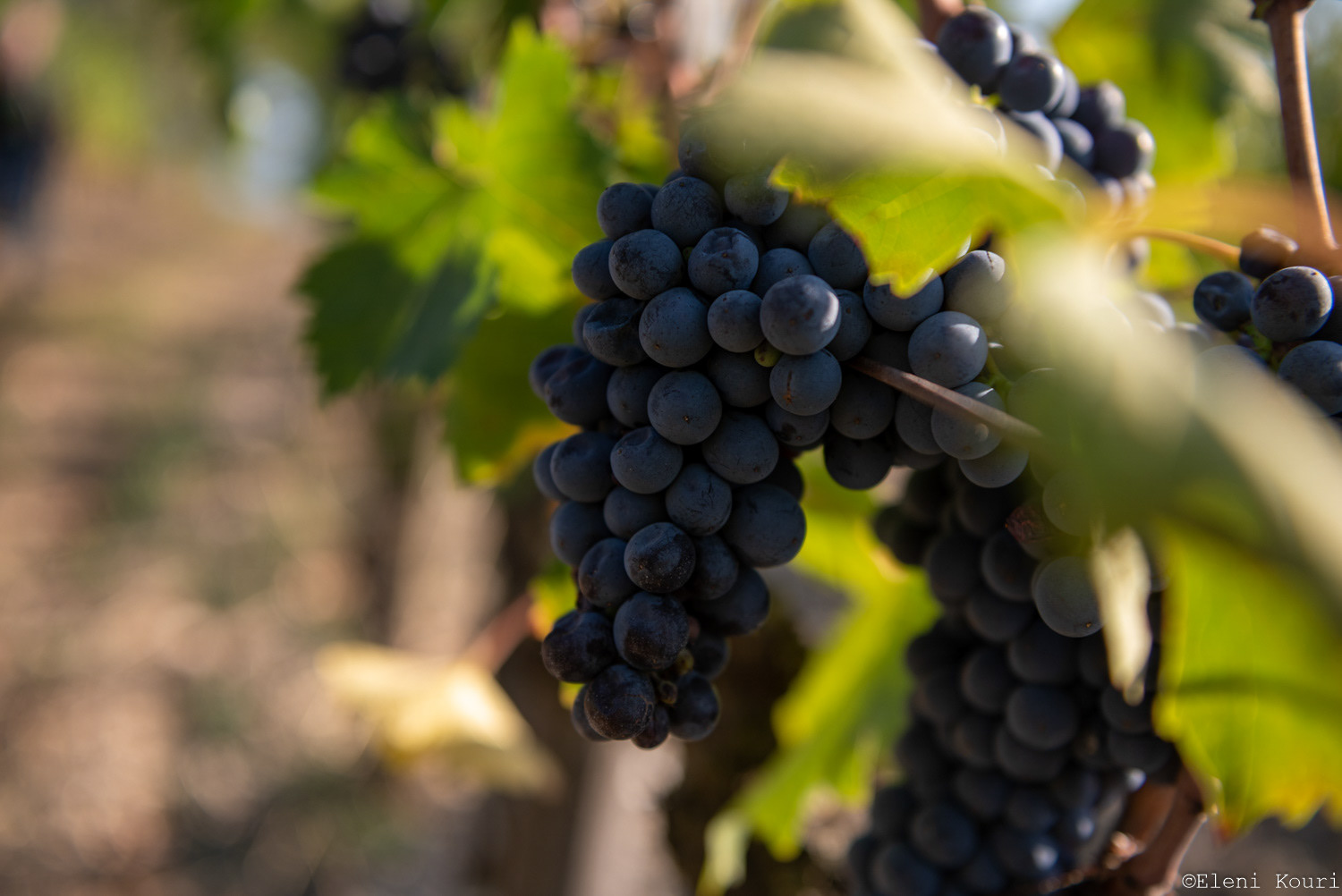 Grape variety of "Brunello di Montalcino" around the medieval town of Montalcino