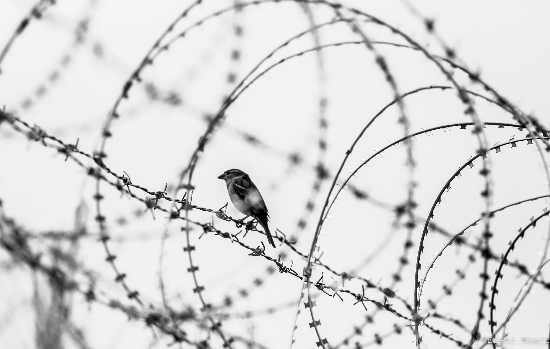 Idomeni Refugees Camp 