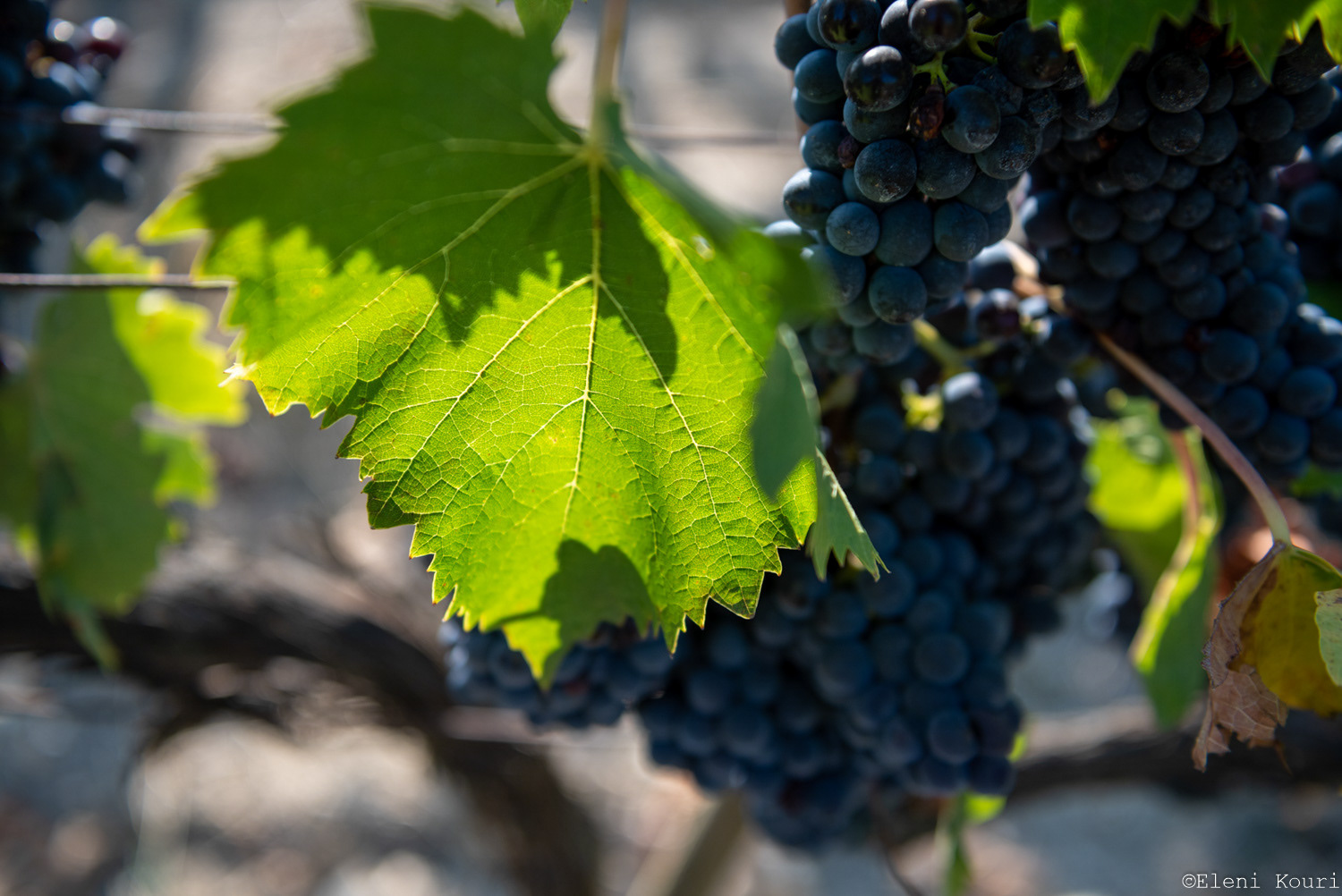 Grape variety of "Brunello di Montalcino" around the medieval town of Montalcino