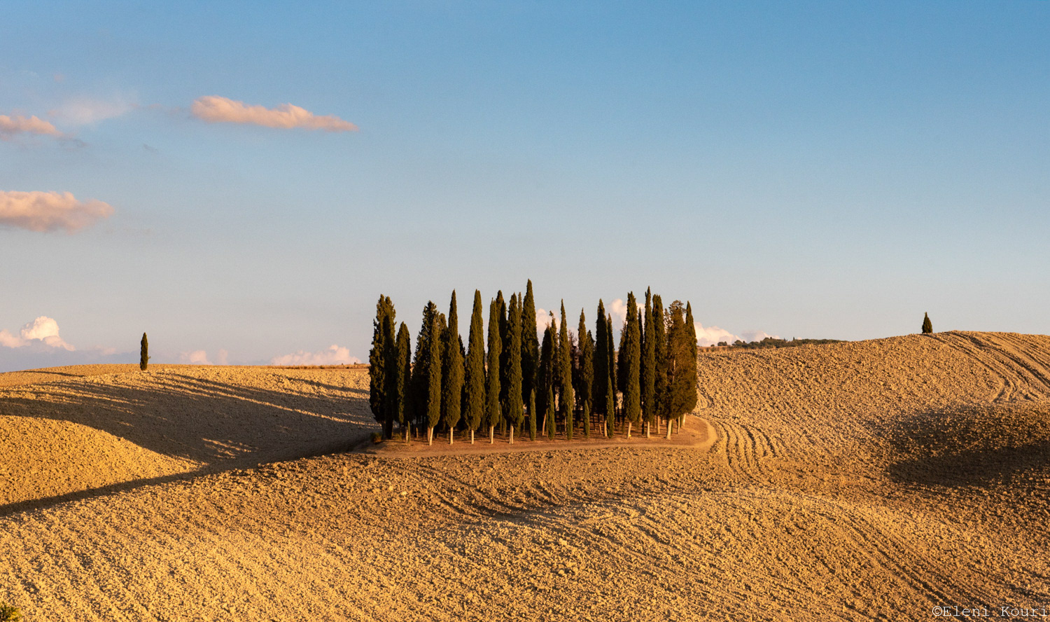 Cypresses of San Quirico d'Orcia