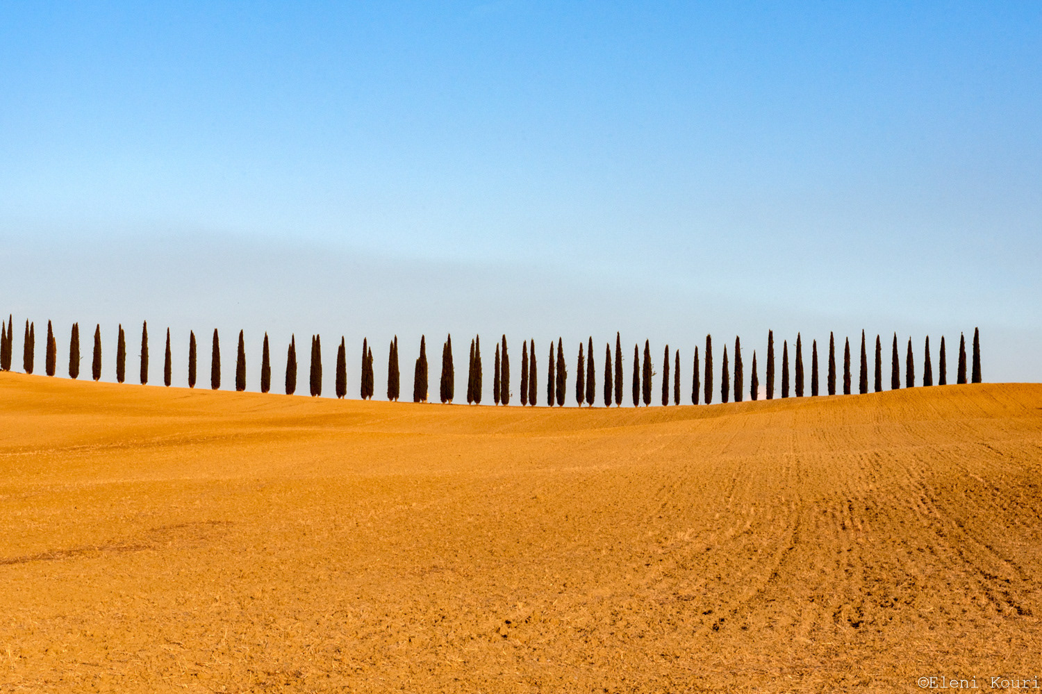 Cypresses in the San Quirico d'Orcia area
