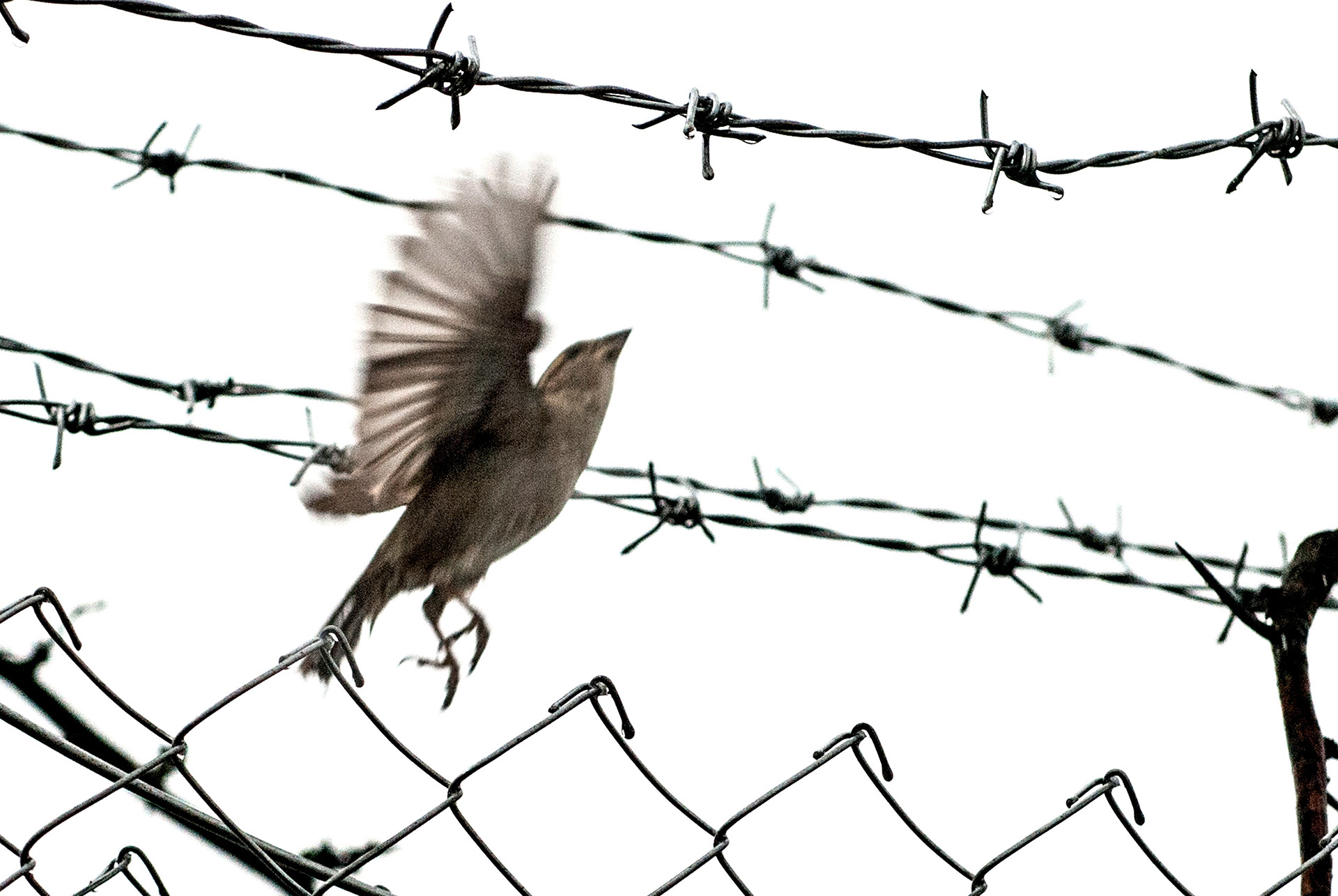 Idomeni Refugees Camp 