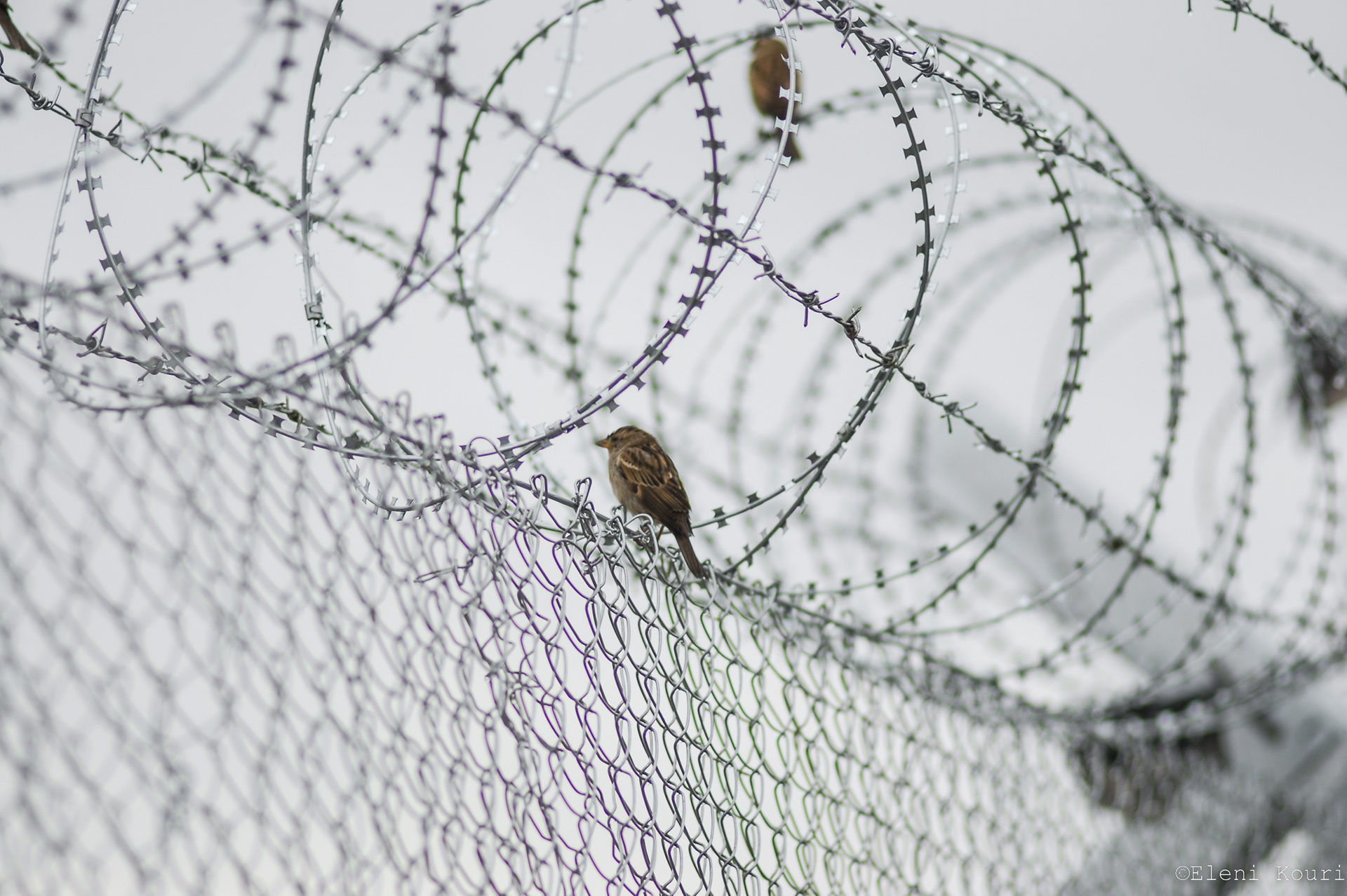 Idomeni Refugees Camp 