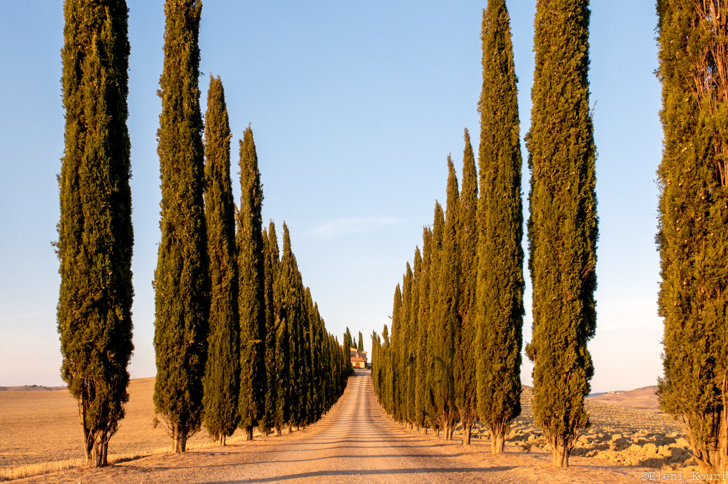 Cypresses in the San Quirico d'Orcia area