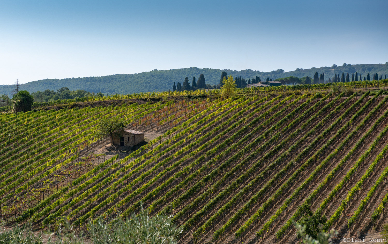 Vineyard around Pienza