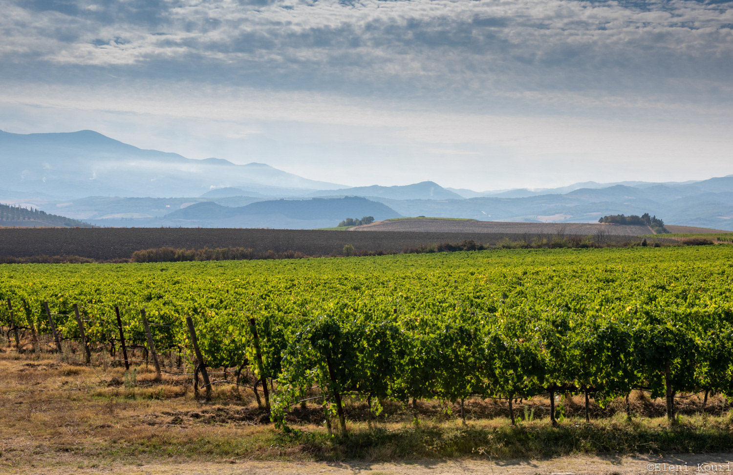 Vineyard around Pienza