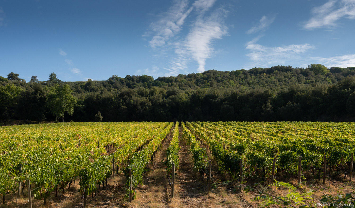 Vineyard around Montalcino