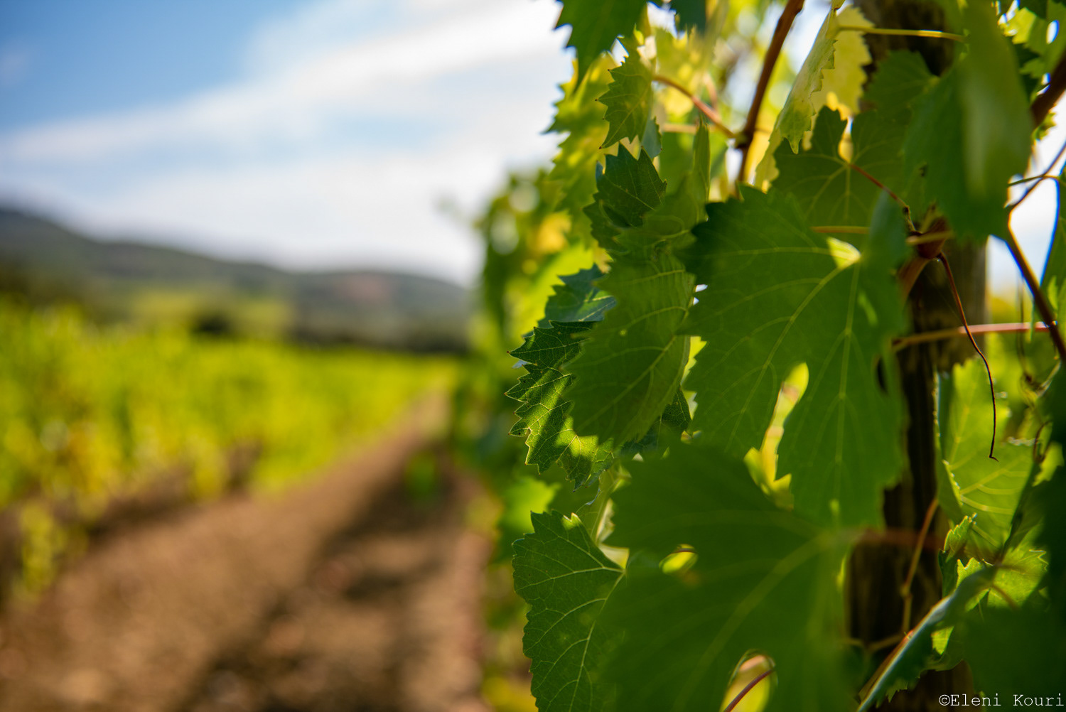 Vineyard around Montalcino