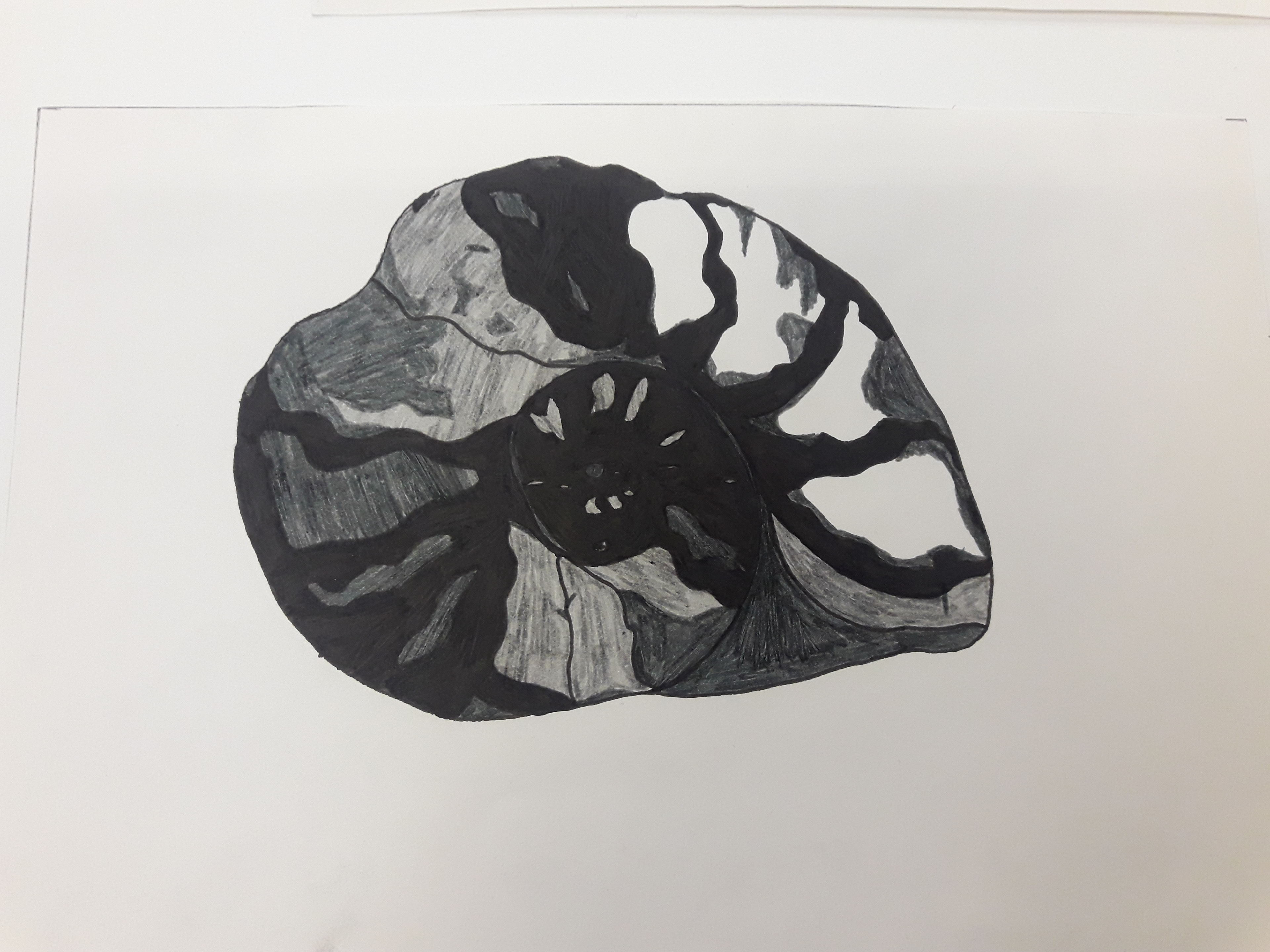 Ammonite - 2018 - Fineliners
