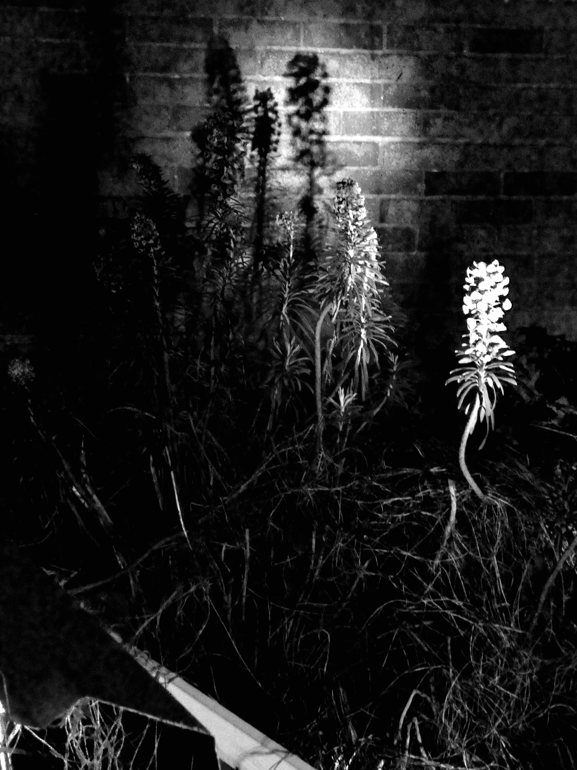 B&W Lights #4 - 2020