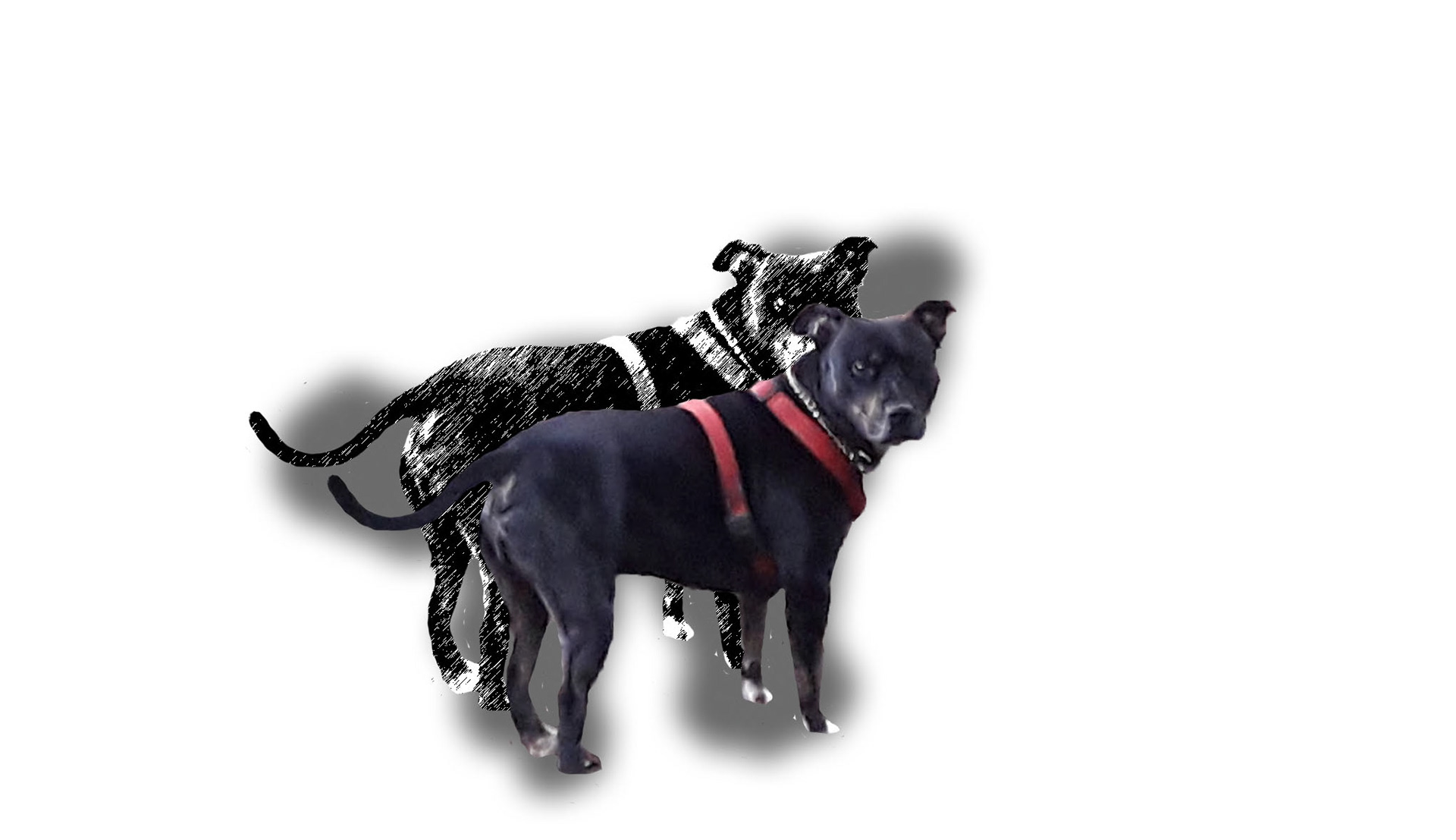 Dog Shadow Test - 2018