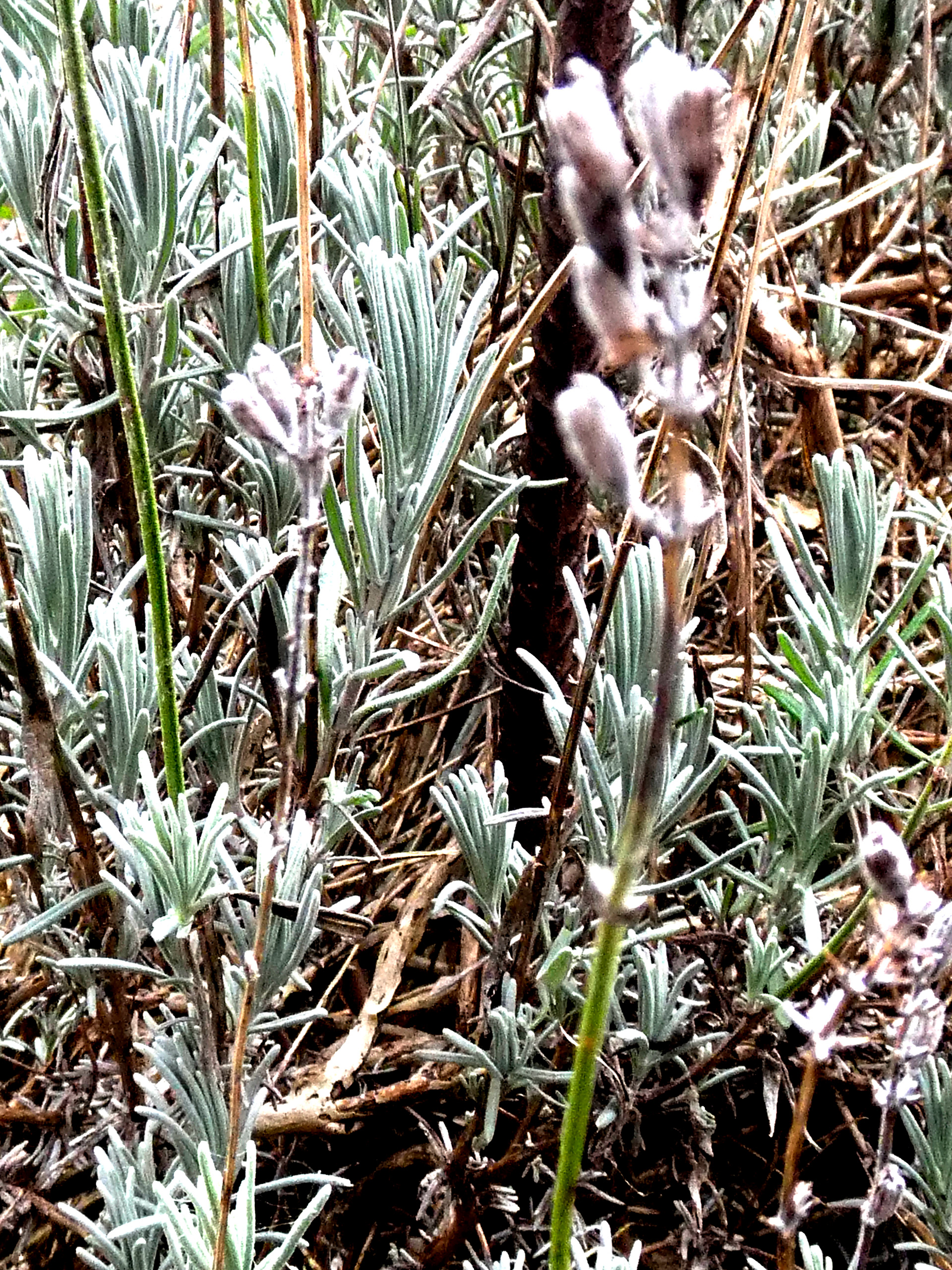 Lavender Bush #4 - 2019
