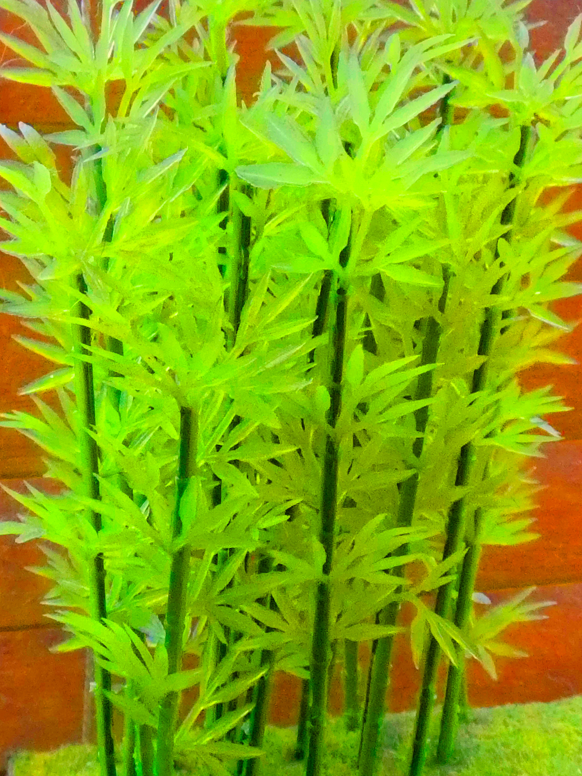 Bamboo Fun #5 - 2019
