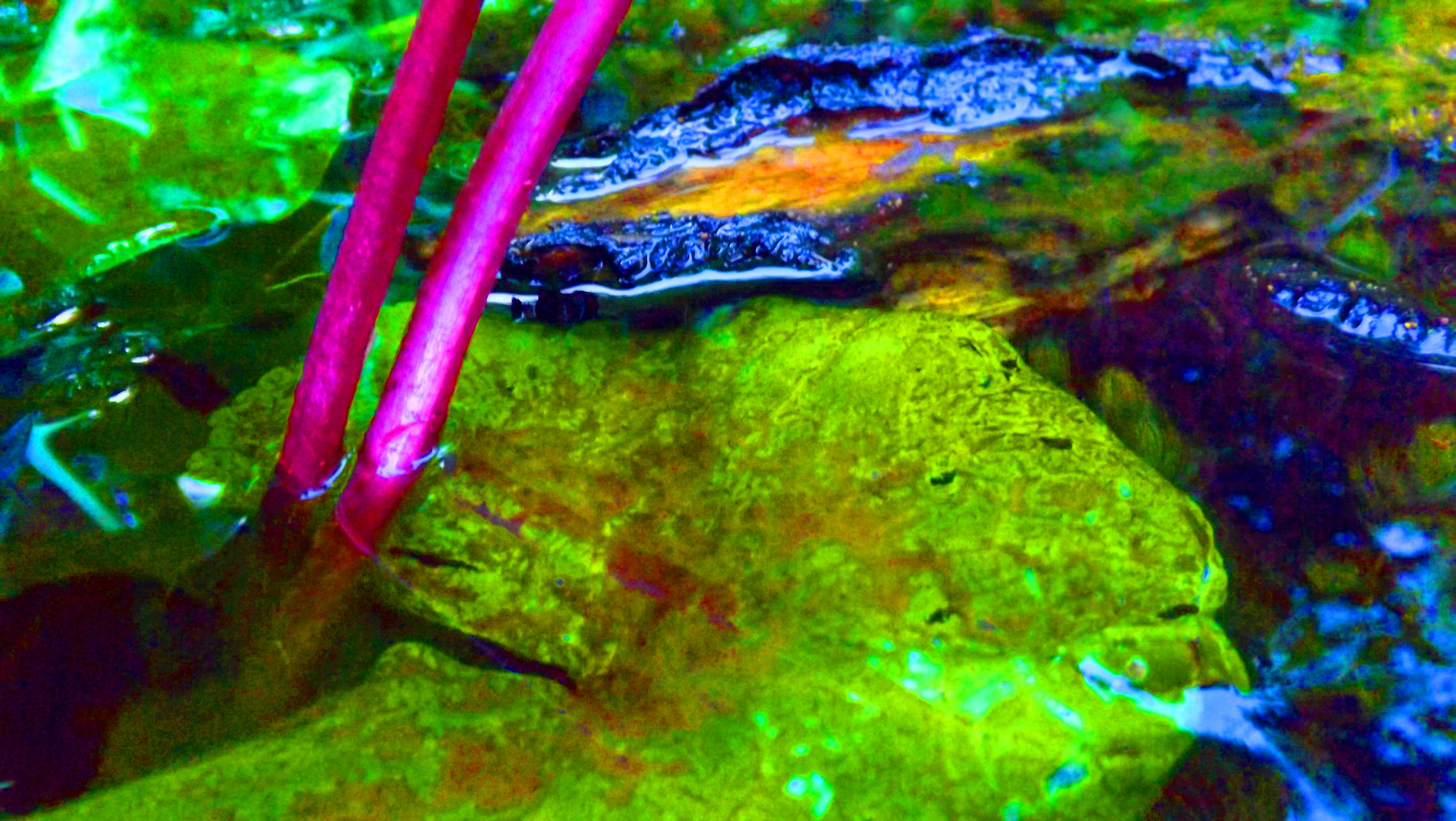 Pond Exploring #5 - 2019