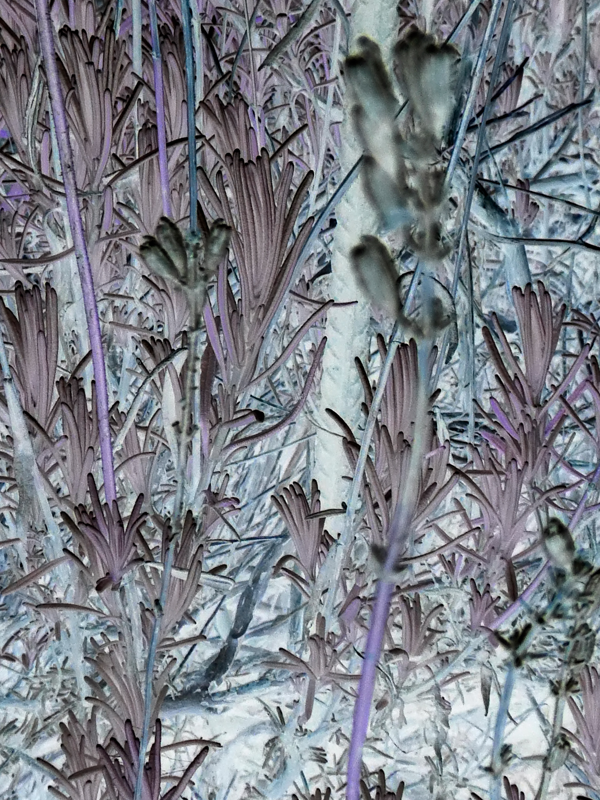 Lavender Bush #1 - 2019