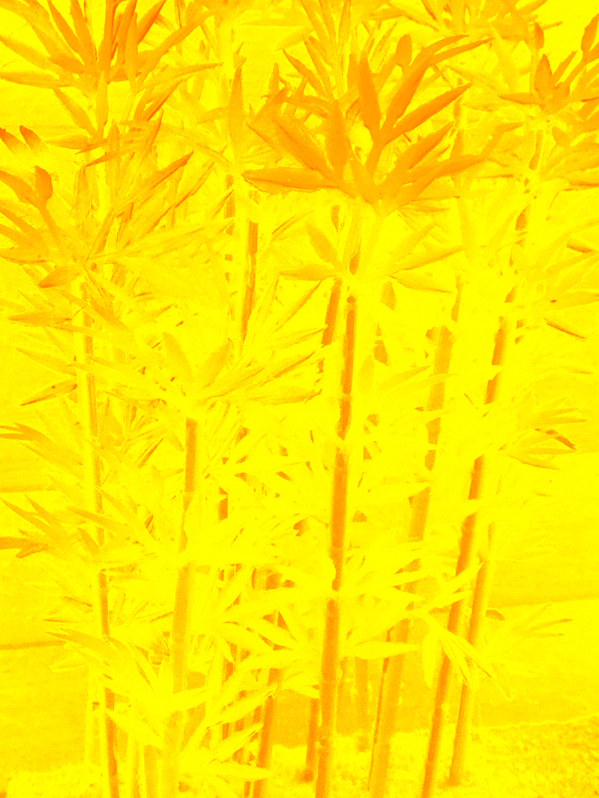 Bamboo Fun #2 - 2019