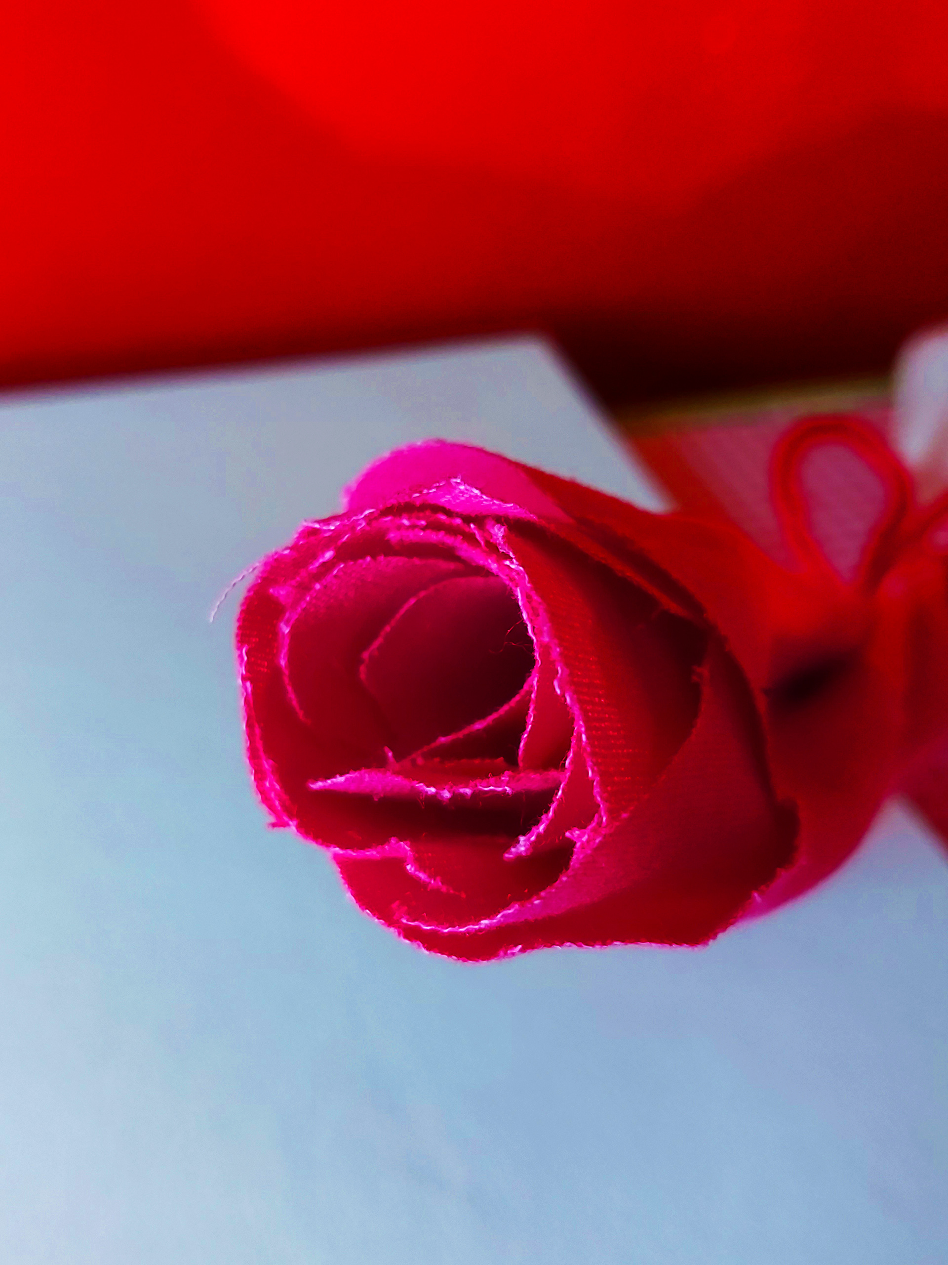 Rose - 2019