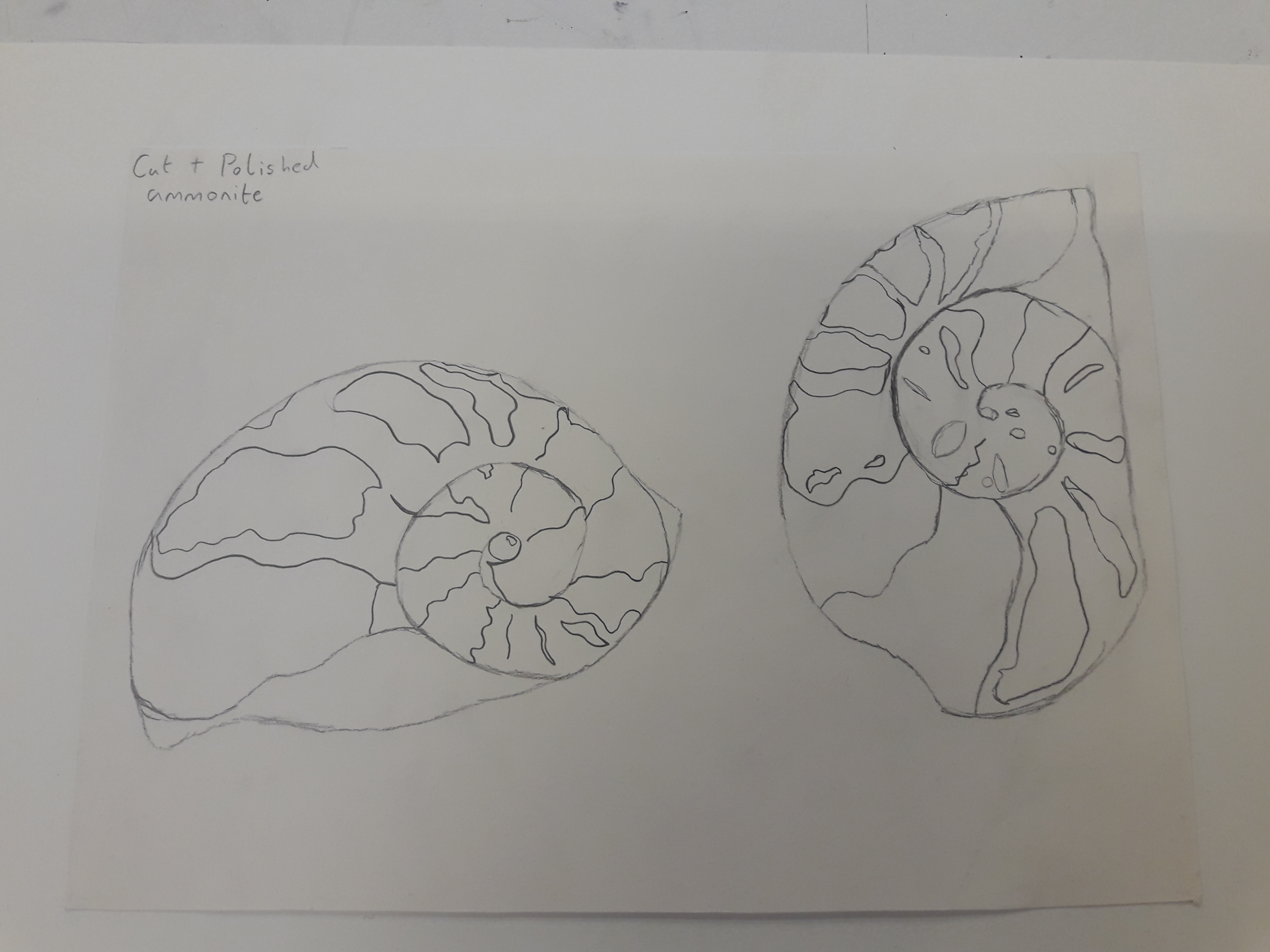 Ammonite - 2018 - 0.5 mm Pencil