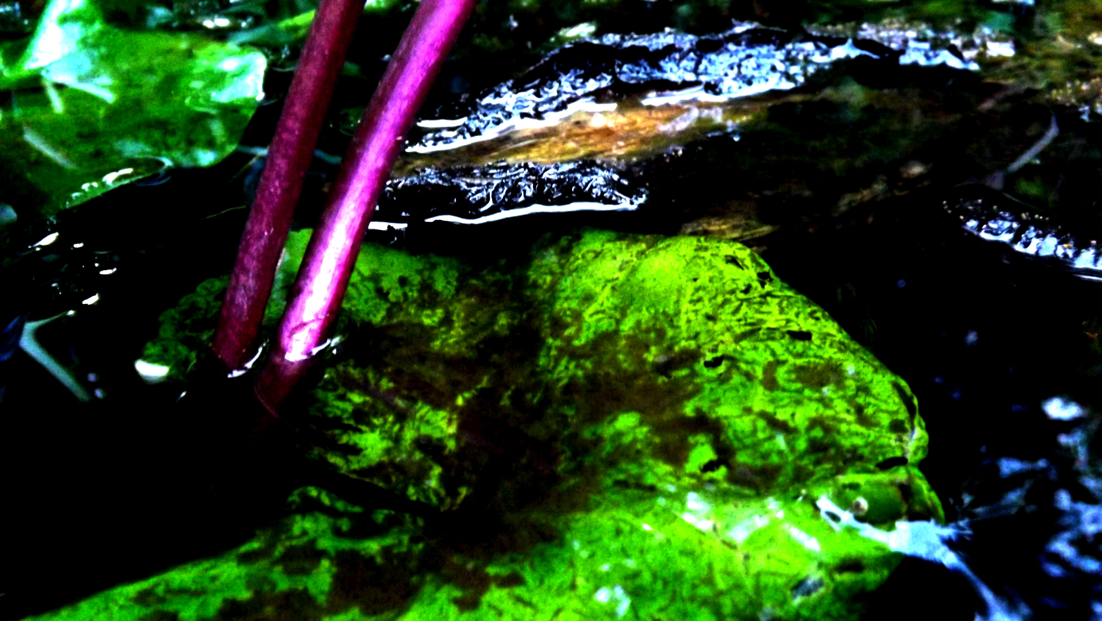 Pond Exploring #4 - 2019