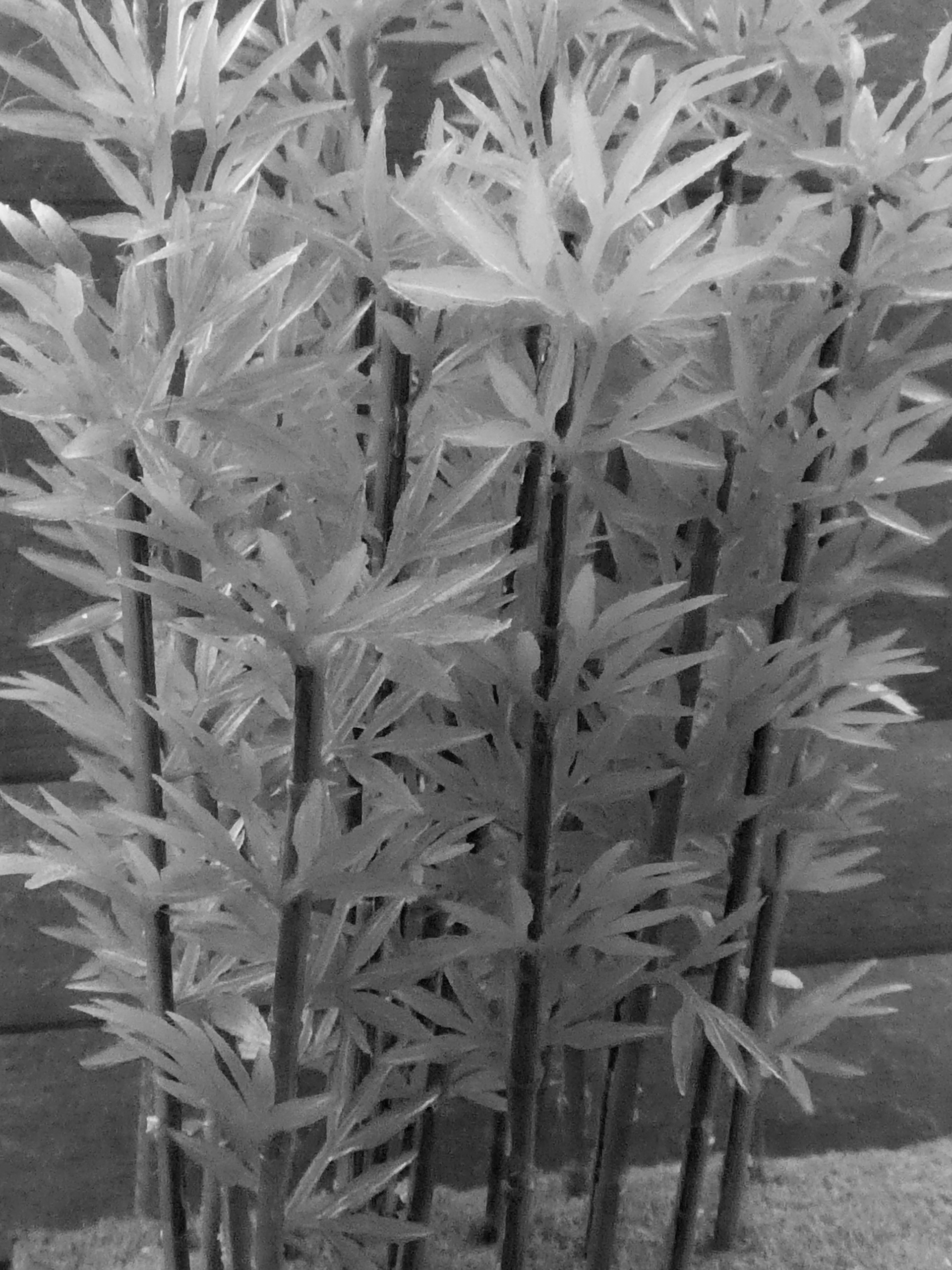 Bamboo Fun #3 - 2019