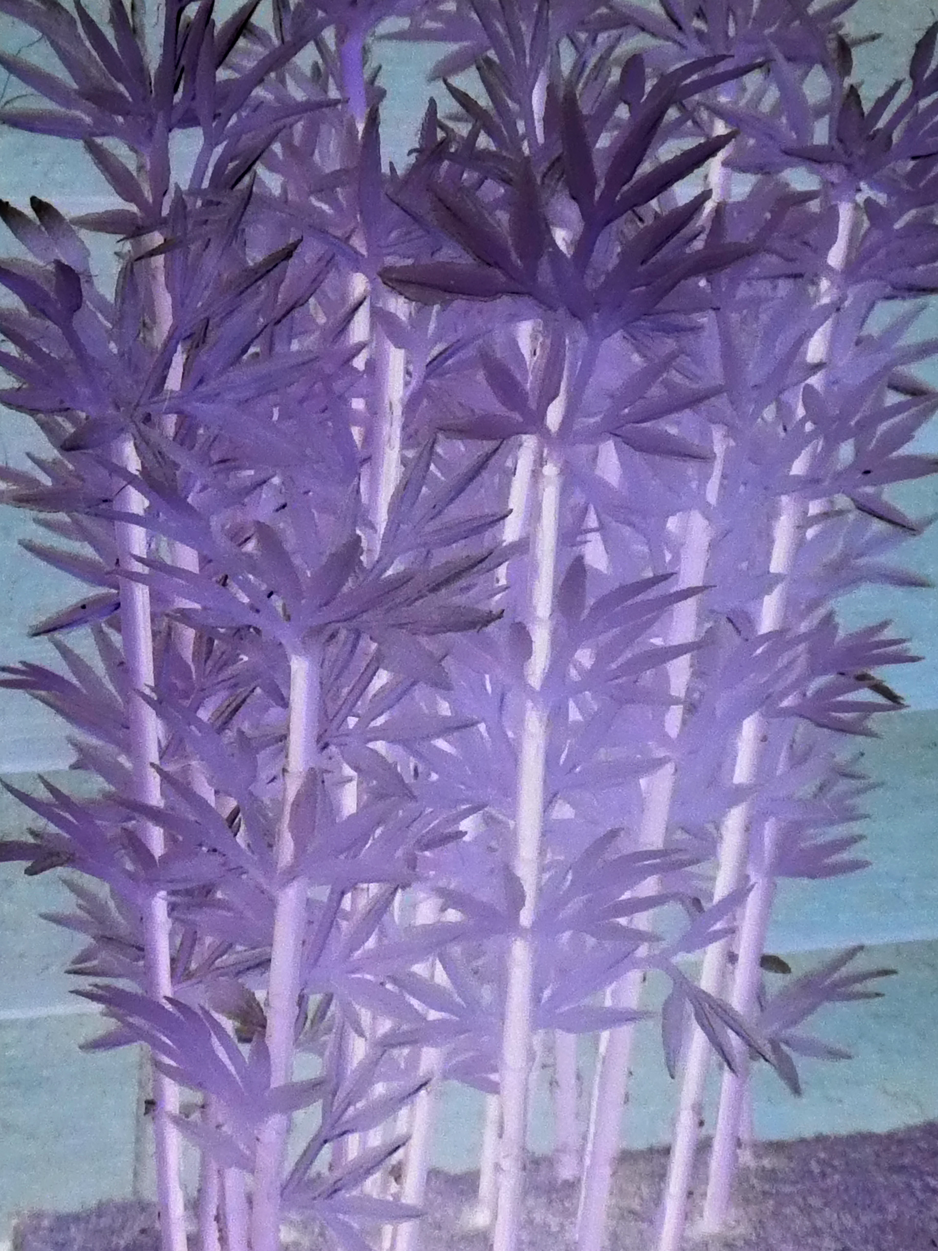 Bamboo Fun #1 - 2019