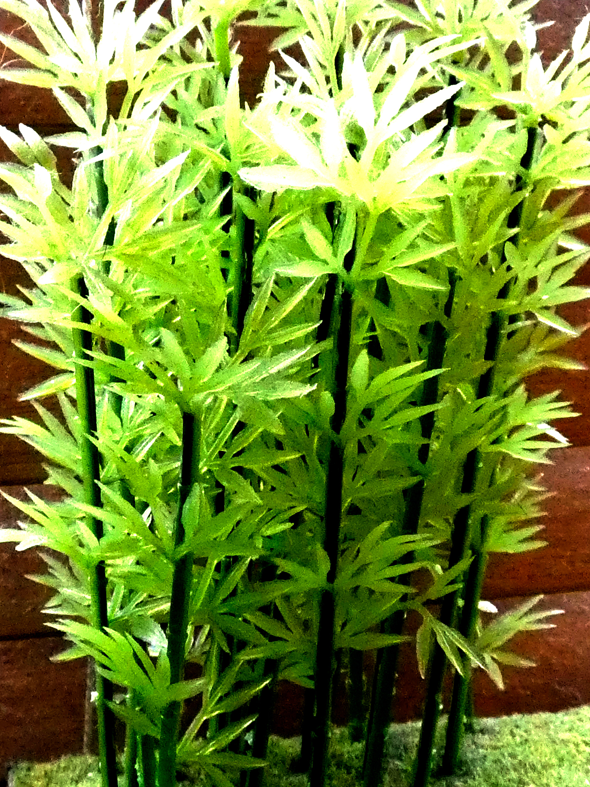 Bamboo Fun #4 - 2019