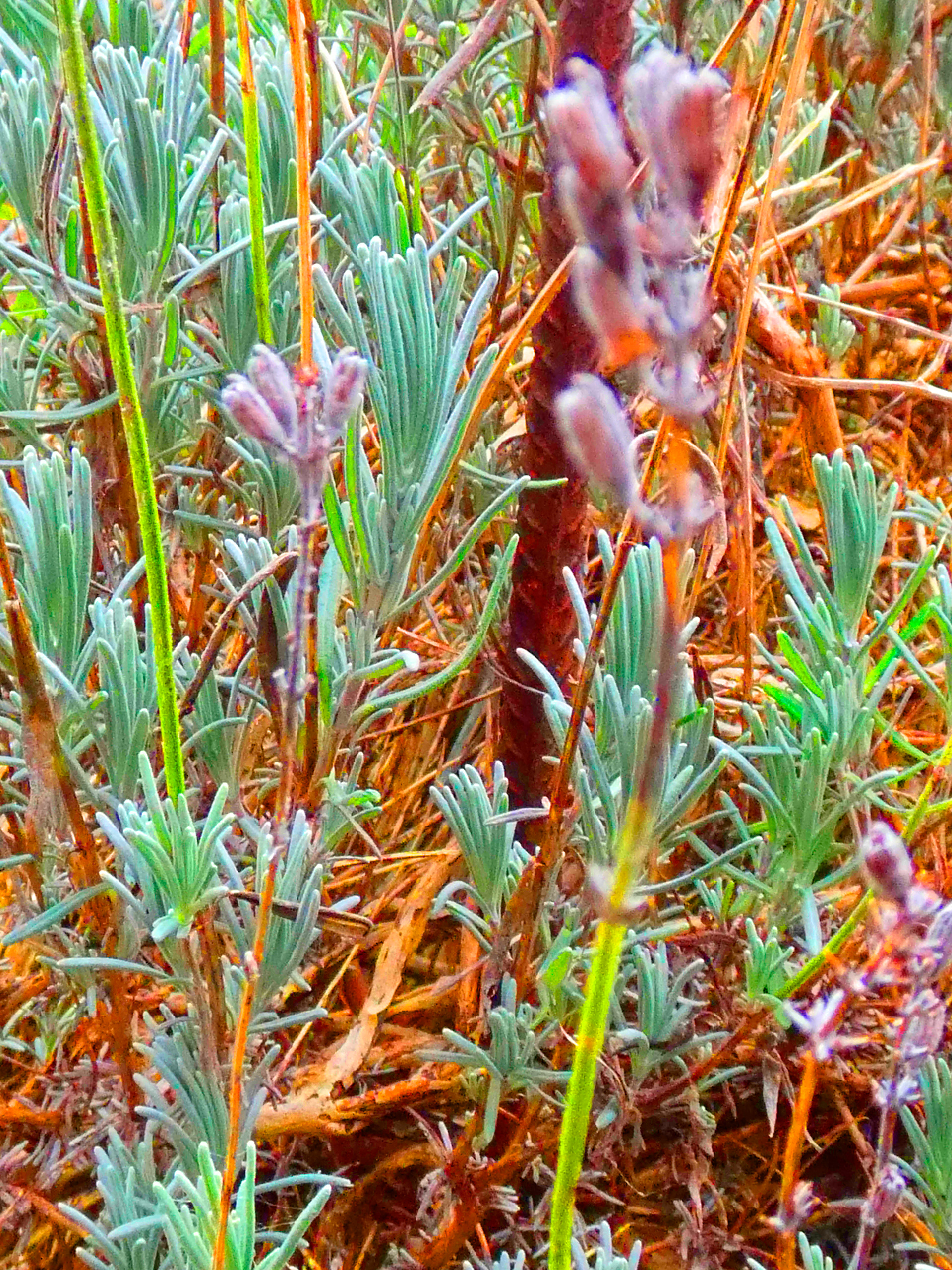 Lavender Bush #5 - 2019