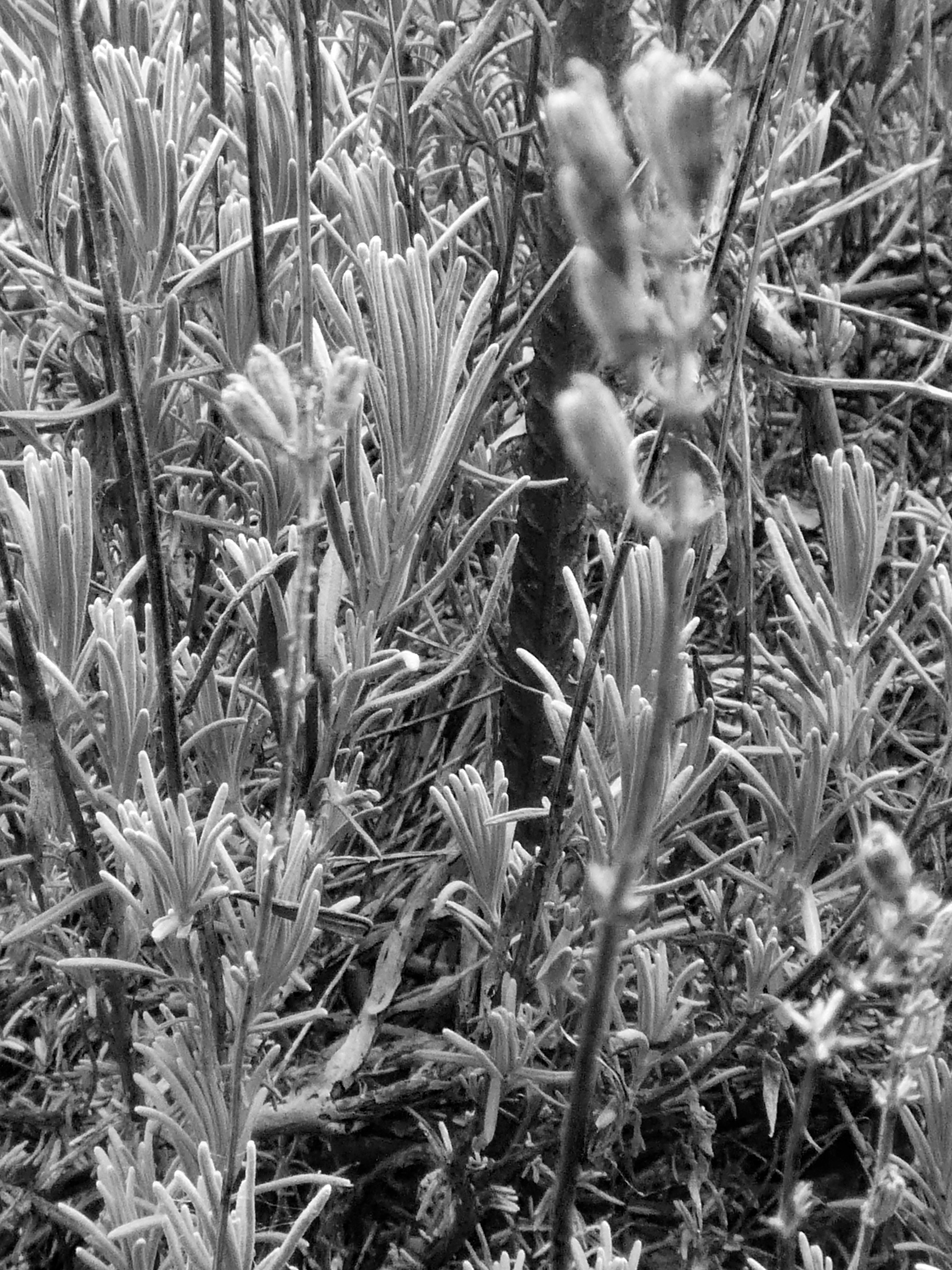Lavender Bush #3 - 2019
