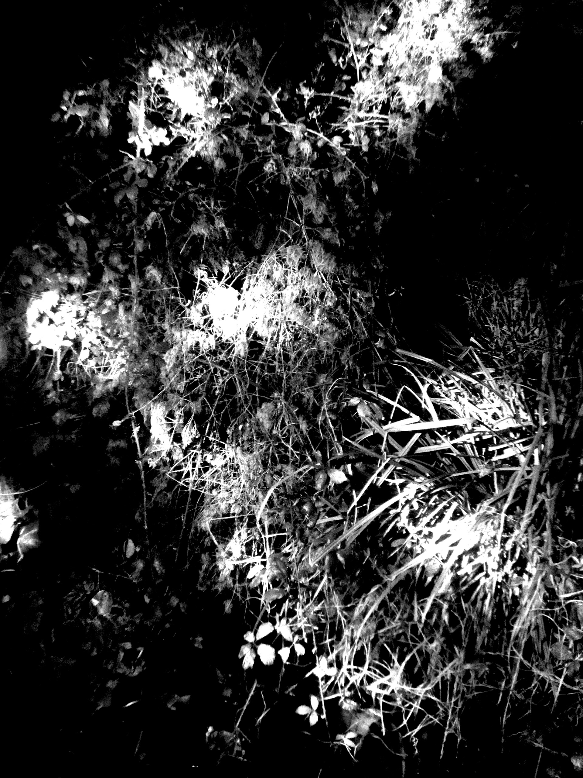 B&W Lights #2 - 2020