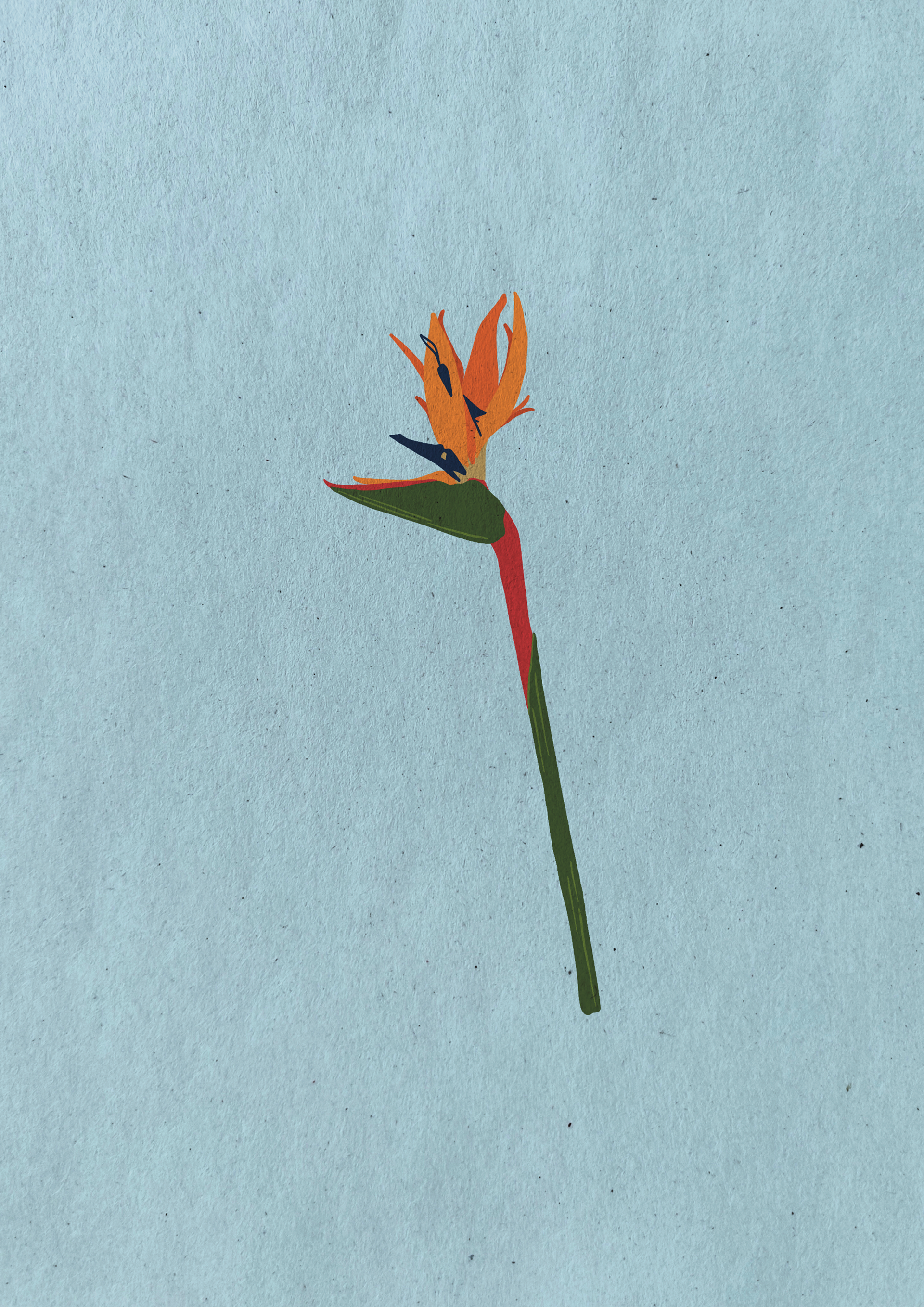 A single Strelitzia / 2024