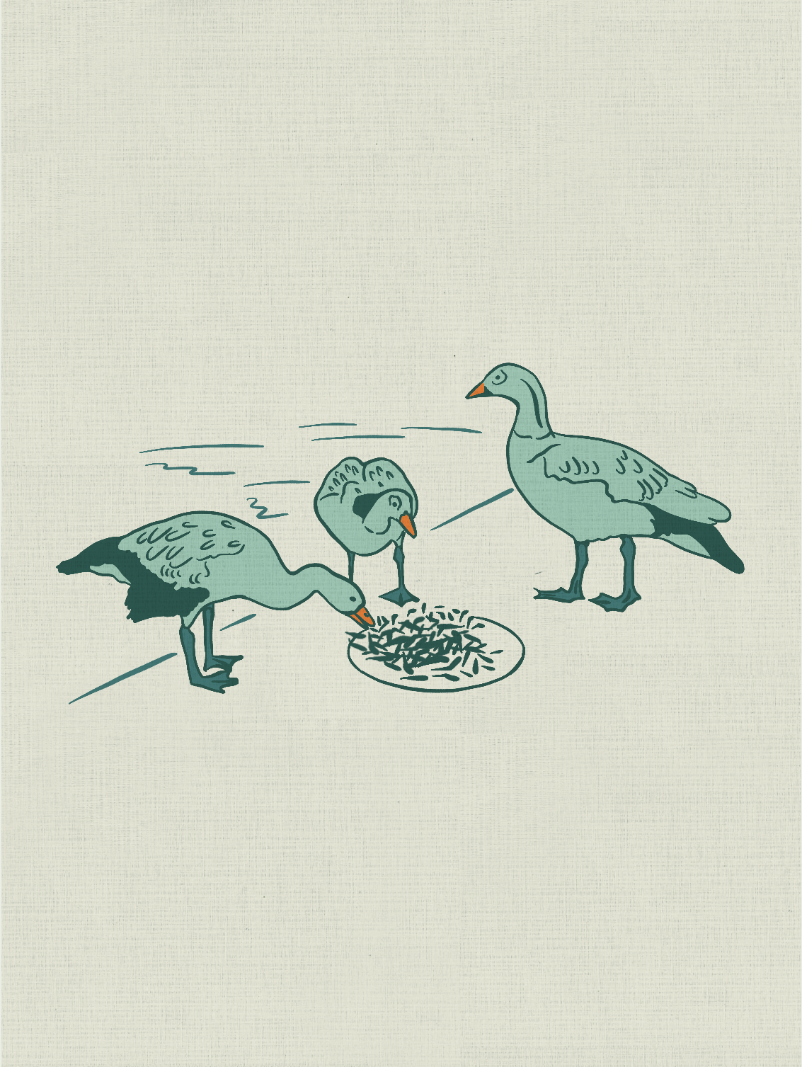 Egyptian geese eating fries / 2024