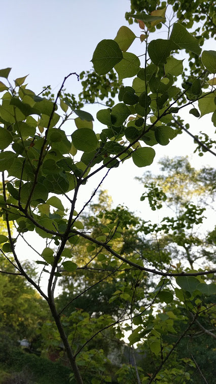 plants in the sky
