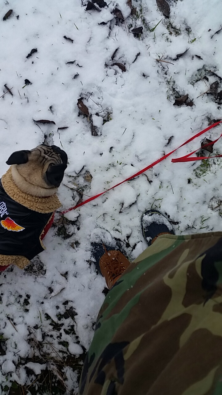 sneaux dog
